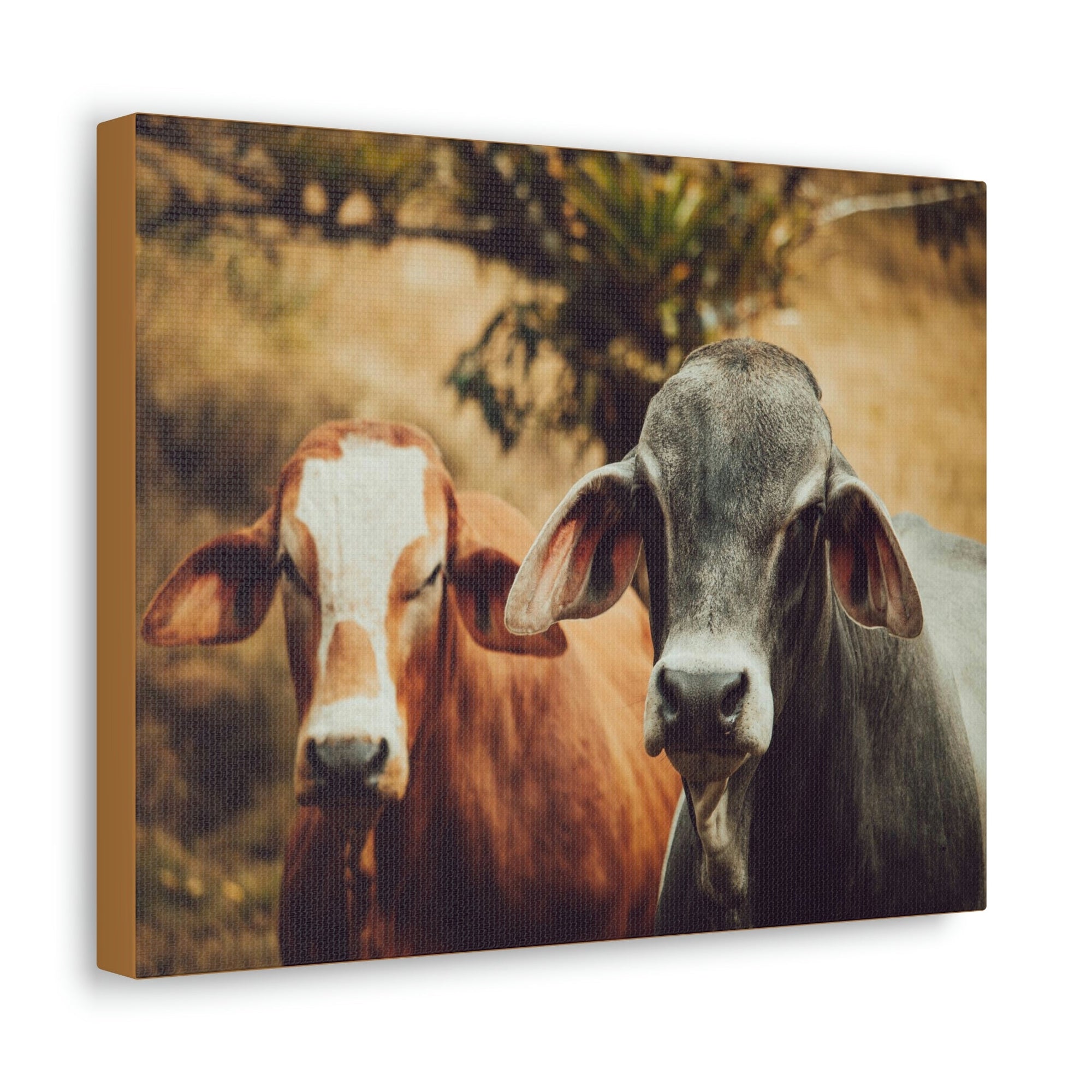 Funny Zebu Silly Zebu Couple Wall Art Ready to Hang Unframed-Express Your Love Gifts