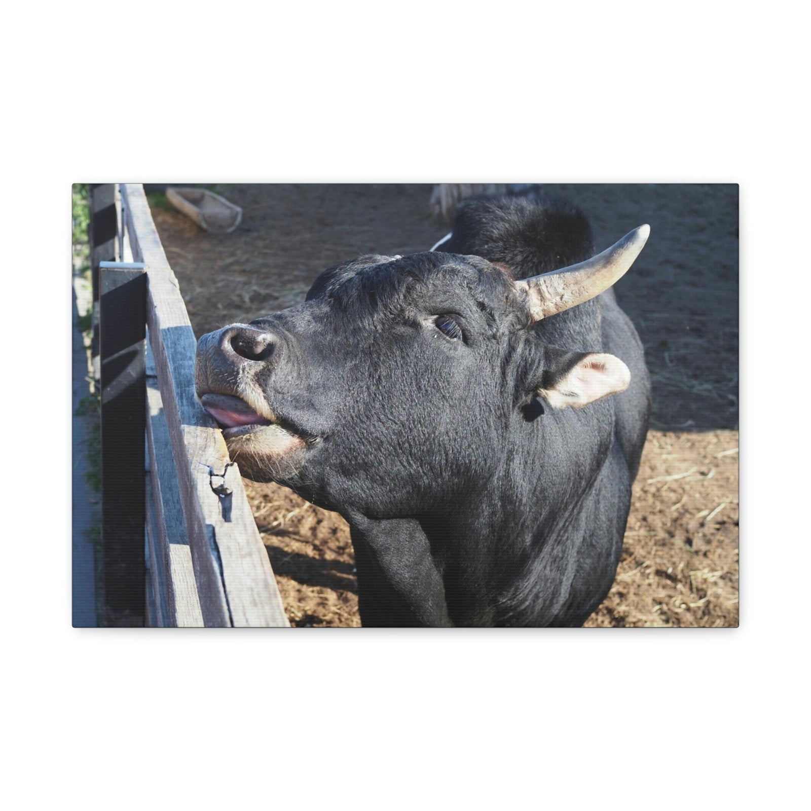 Funny Zebu Silly Zebu Outside Wall Art Ready to Hang Unframed-Express Your Love Gifts