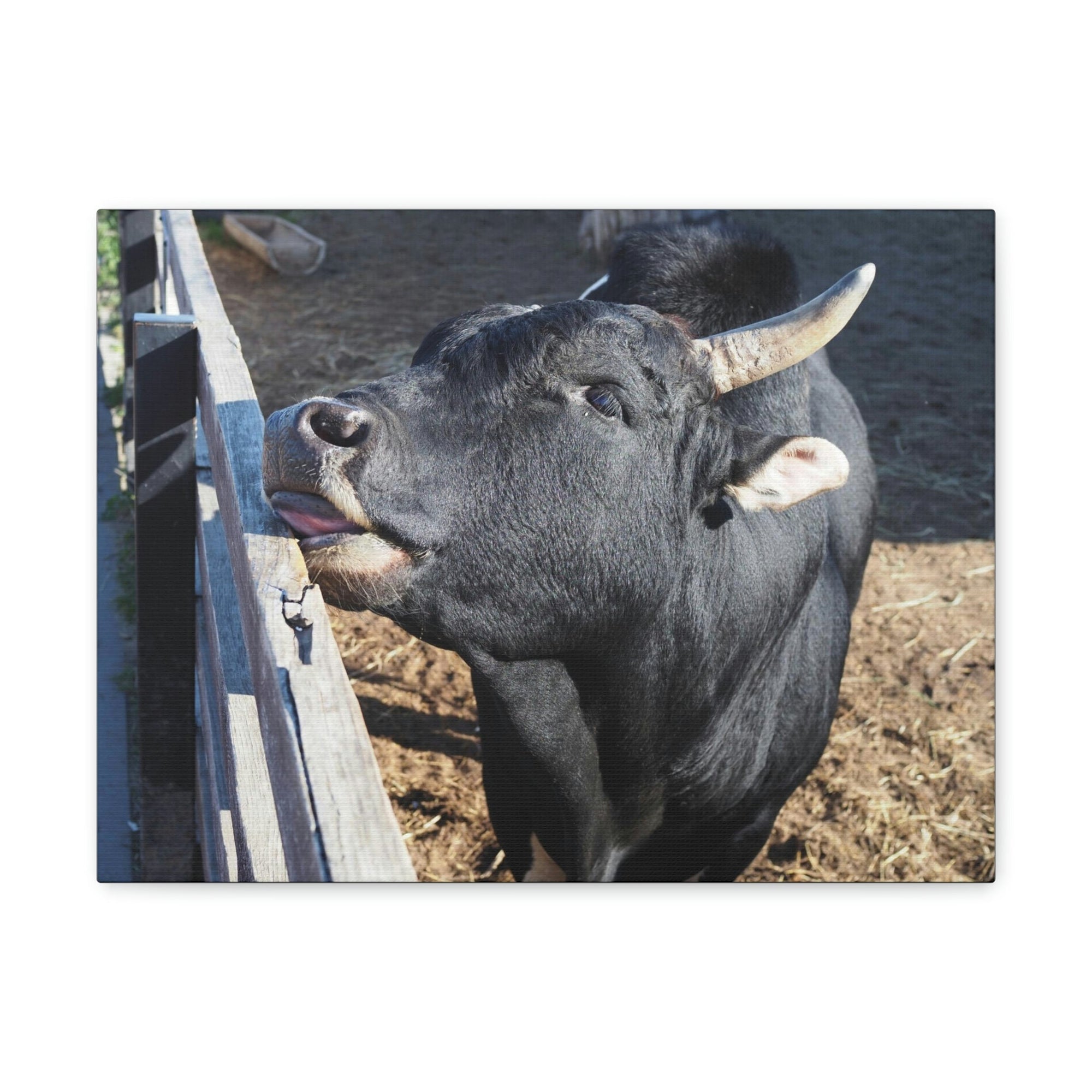 Funny Zebu Silly Zebu Outside Wall Art Ready to Hang Unframed-Express Your Love Gifts