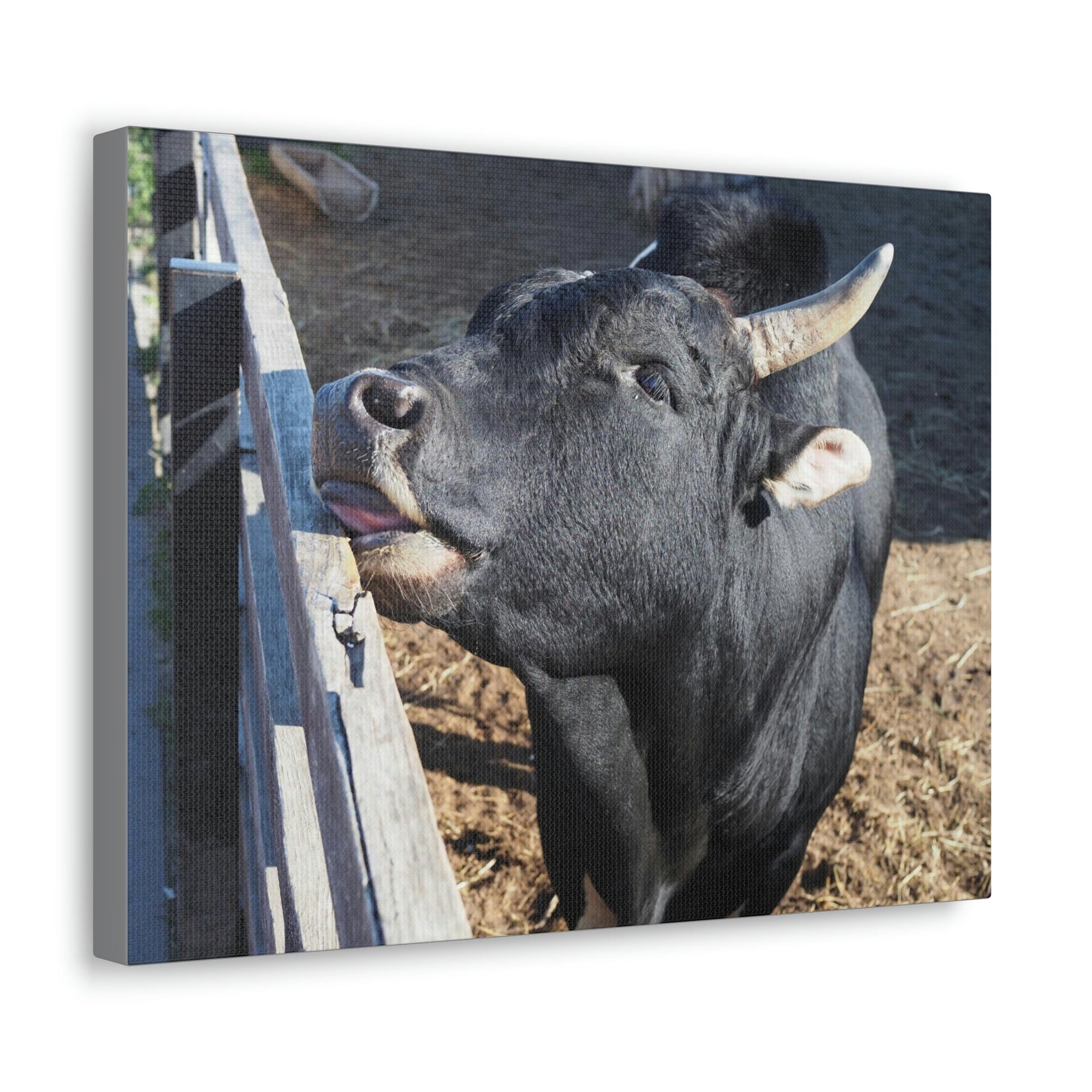 Funny Zebu Silly Zebu Outside Wall Art Ready to Hang Unframed-Express Your Love Gifts