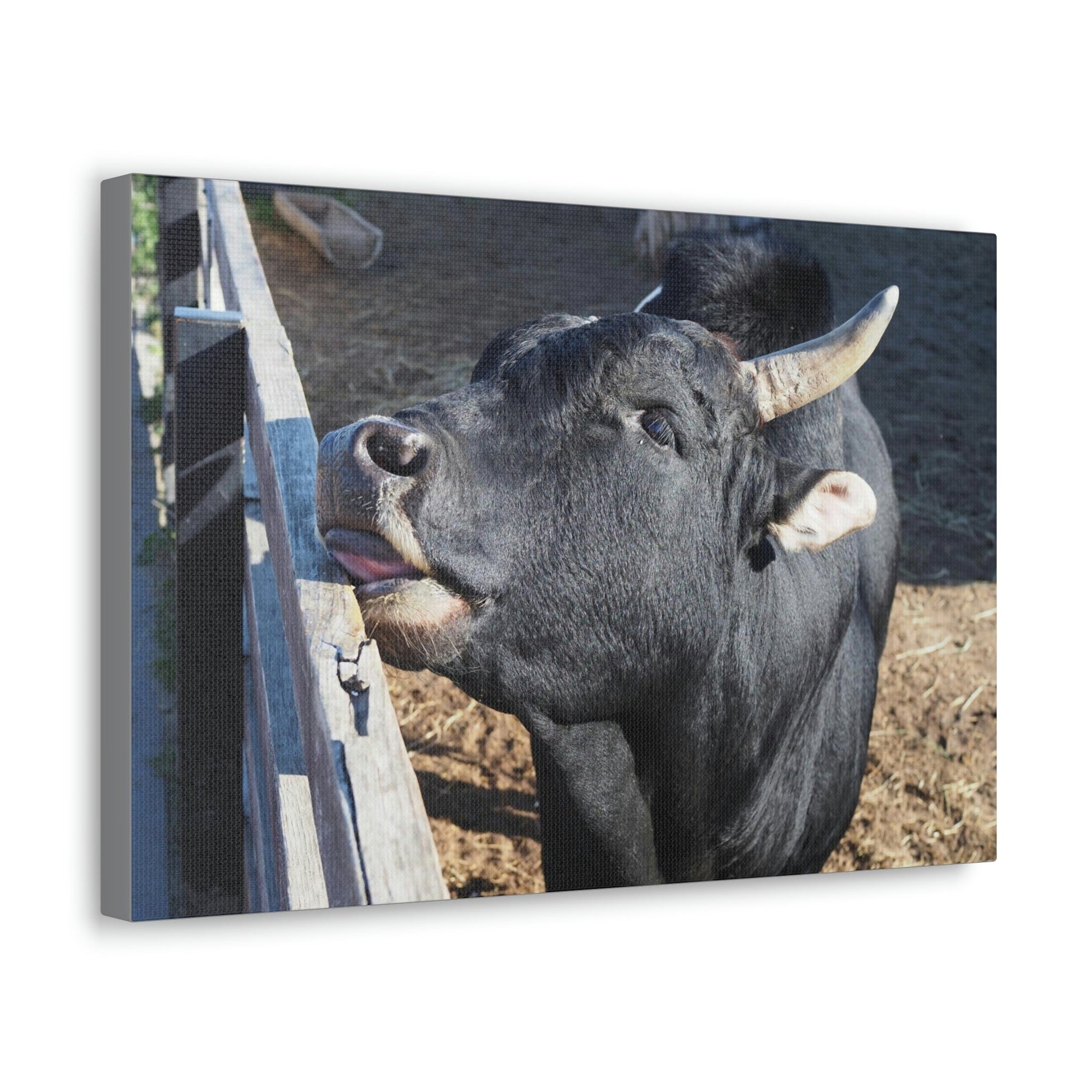 Funny Zebu Silly Zebu Outside Wall Art Ready to Hang Unframed-Express Your Love Gifts