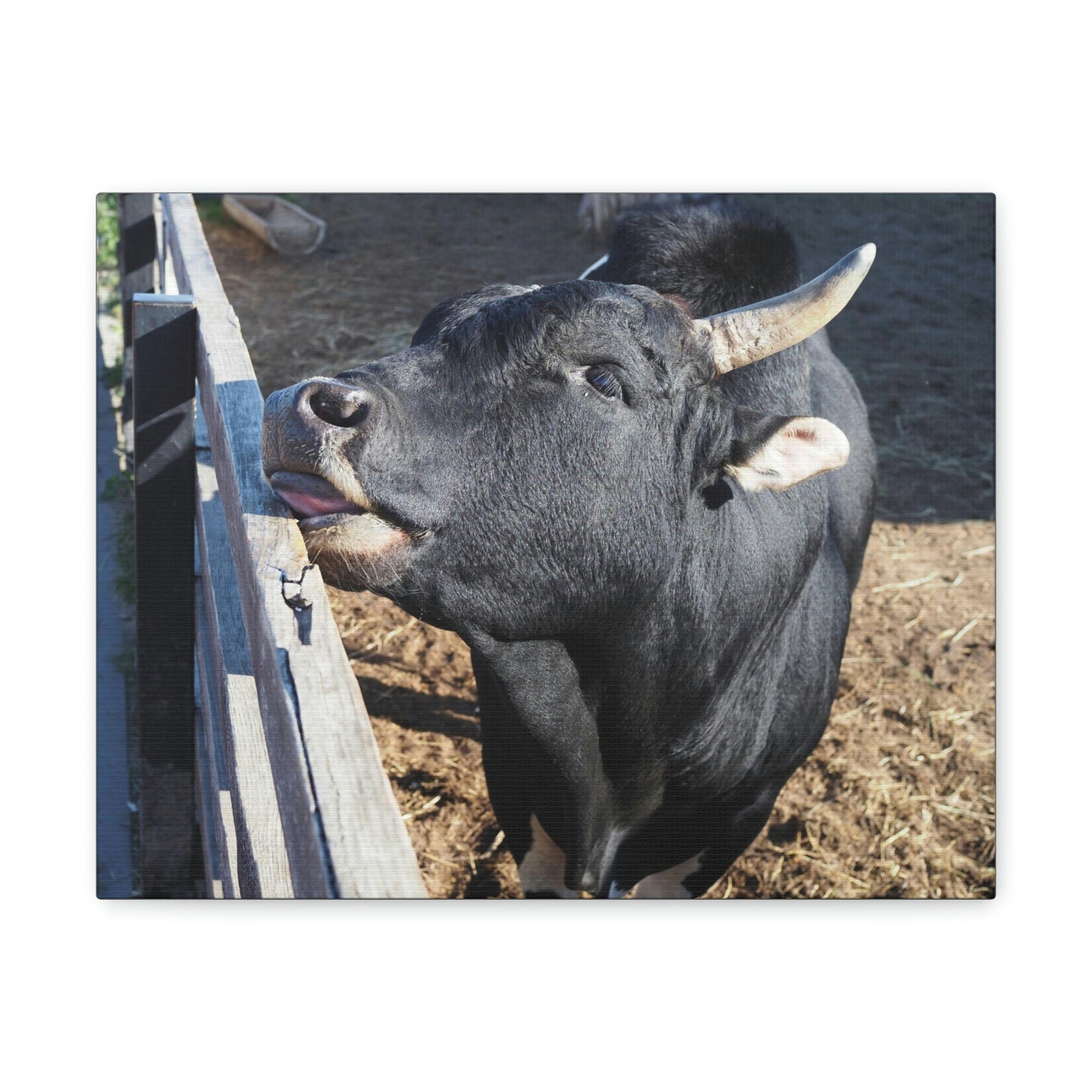 Funny Zebu Silly Zebu Outside Wall Art Ready to Hang Unframed-Express Your Love Gifts