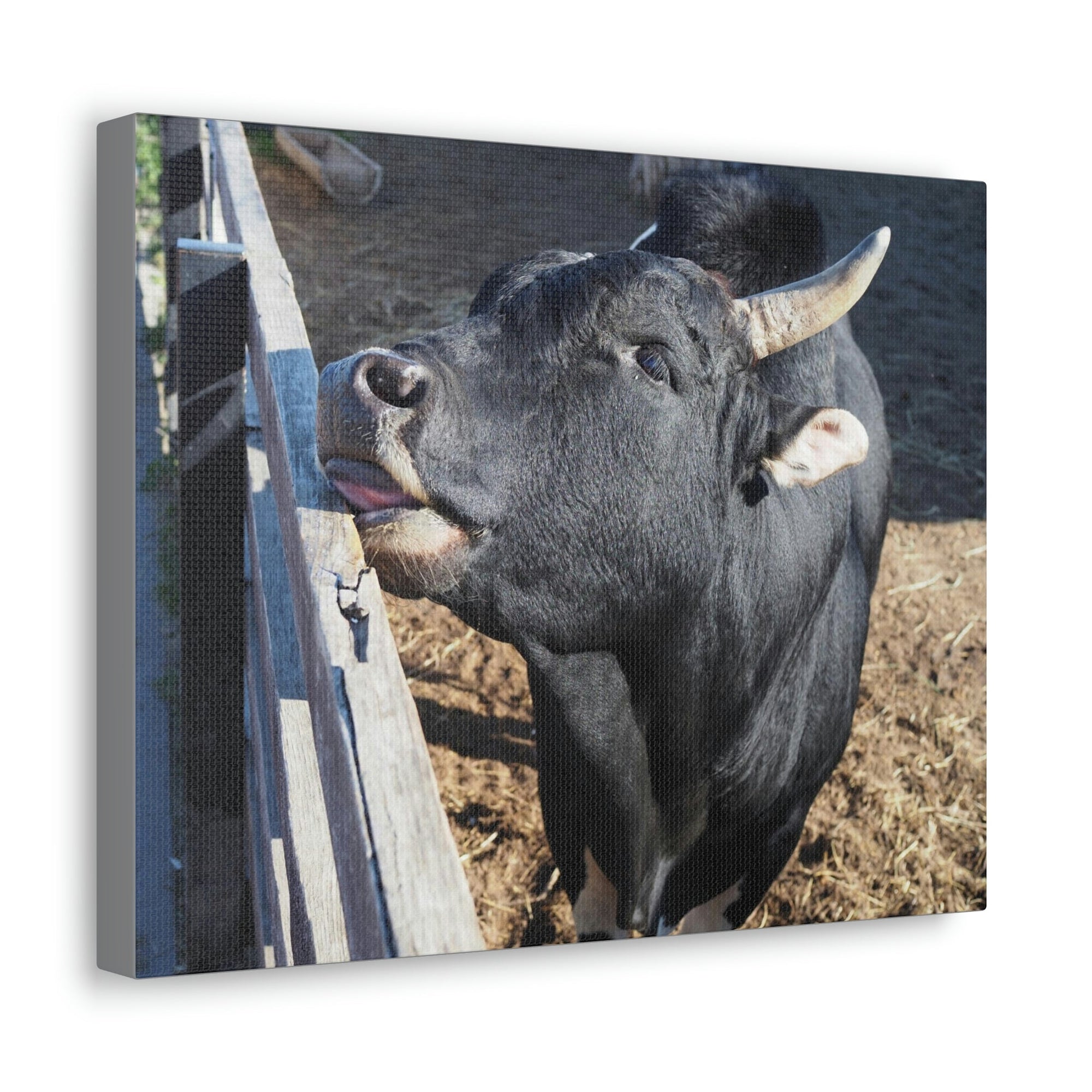 Funny Zebu Silly Zebu Outside Wall Art Ready to Hang Unframed-Express Your Love Gifts