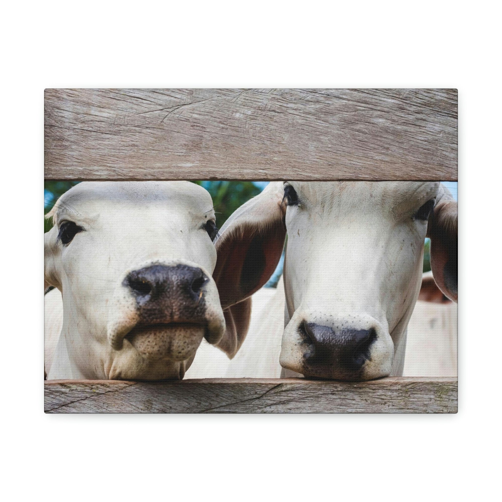 Funny Zebu Silly Zebu Scene Couple Wall Art Ready to Hang Unframed-Express Your Love Gifts