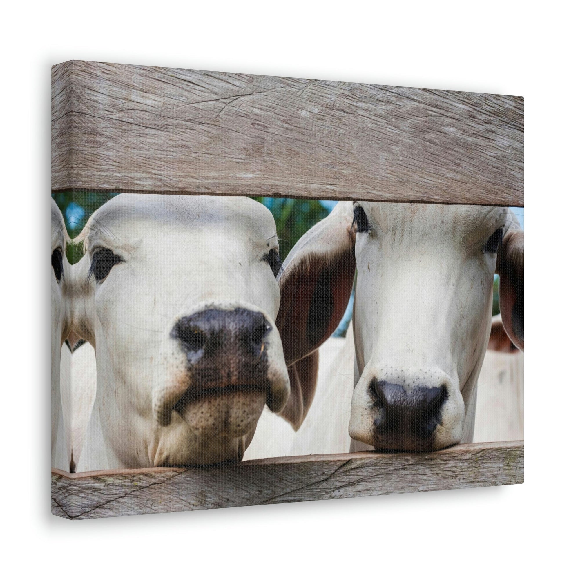 Funny Zebu Silly Zebu Scene Couple Wall Art Ready to Hang Unframed-Express Your Love Gifts