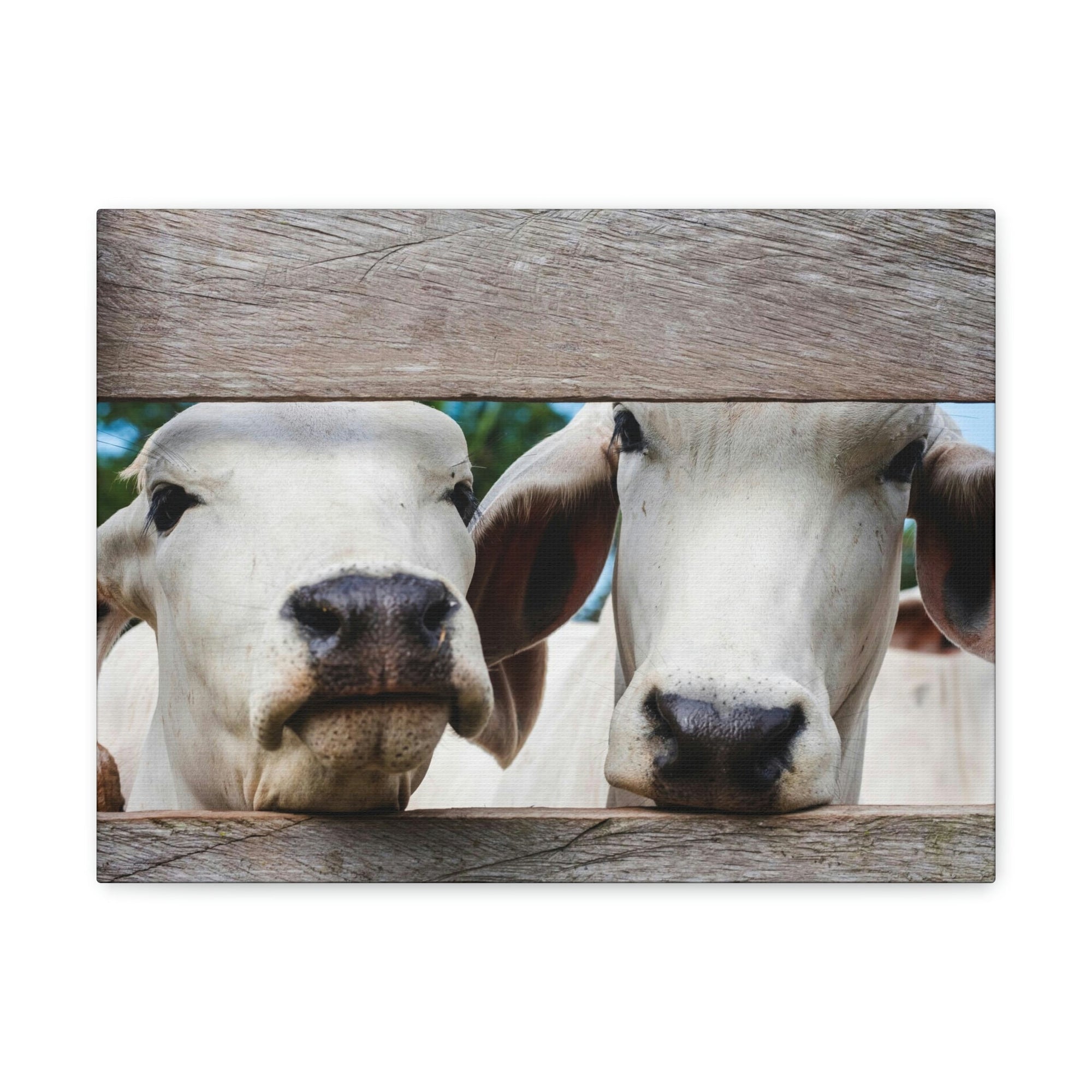 Funny Zebu Silly Zebu Scene Couple Wall Art Ready to Hang Unframed-Express Your Love Gifts