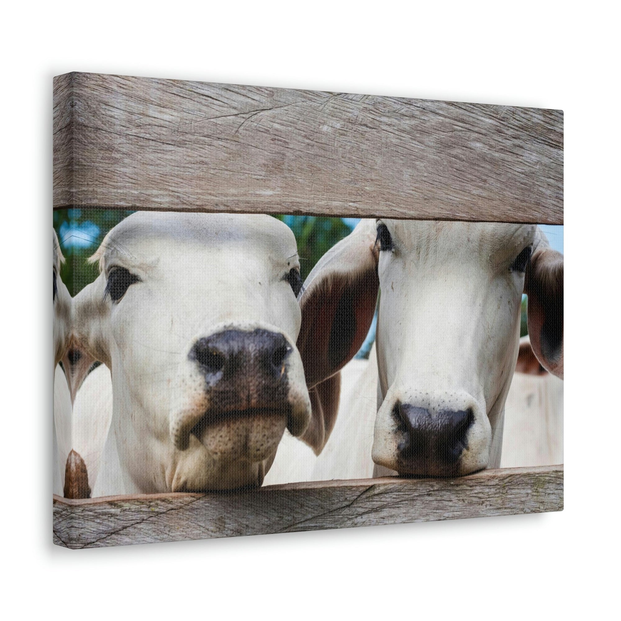 Funny Zebu Silly Zebu Scene Couple Wall Art Ready to Hang Unframed-Express Your Love Gifts