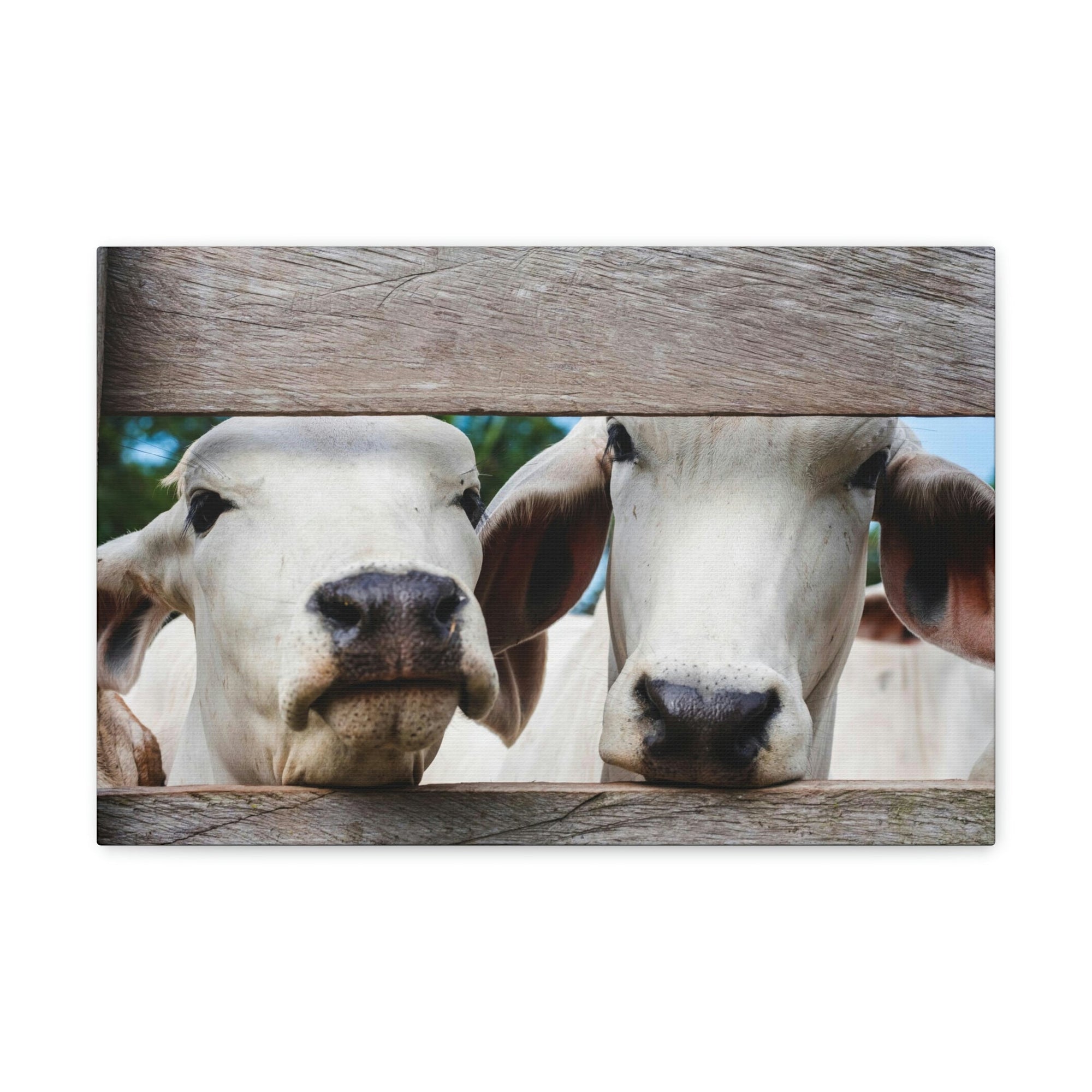 Funny Zebu Silly Zebu Scene Couple Wall Art Ready to Hang Unframed-Express Your Love Gifts