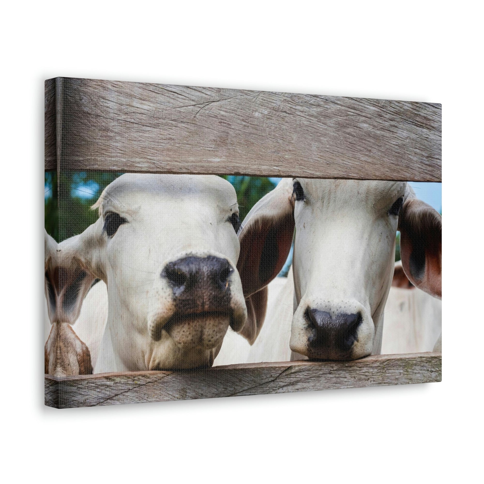 Funny Zebu Silly Zebu Scene Couple Wall Art Ready to Hang Unframed-Express Your Love Gifts