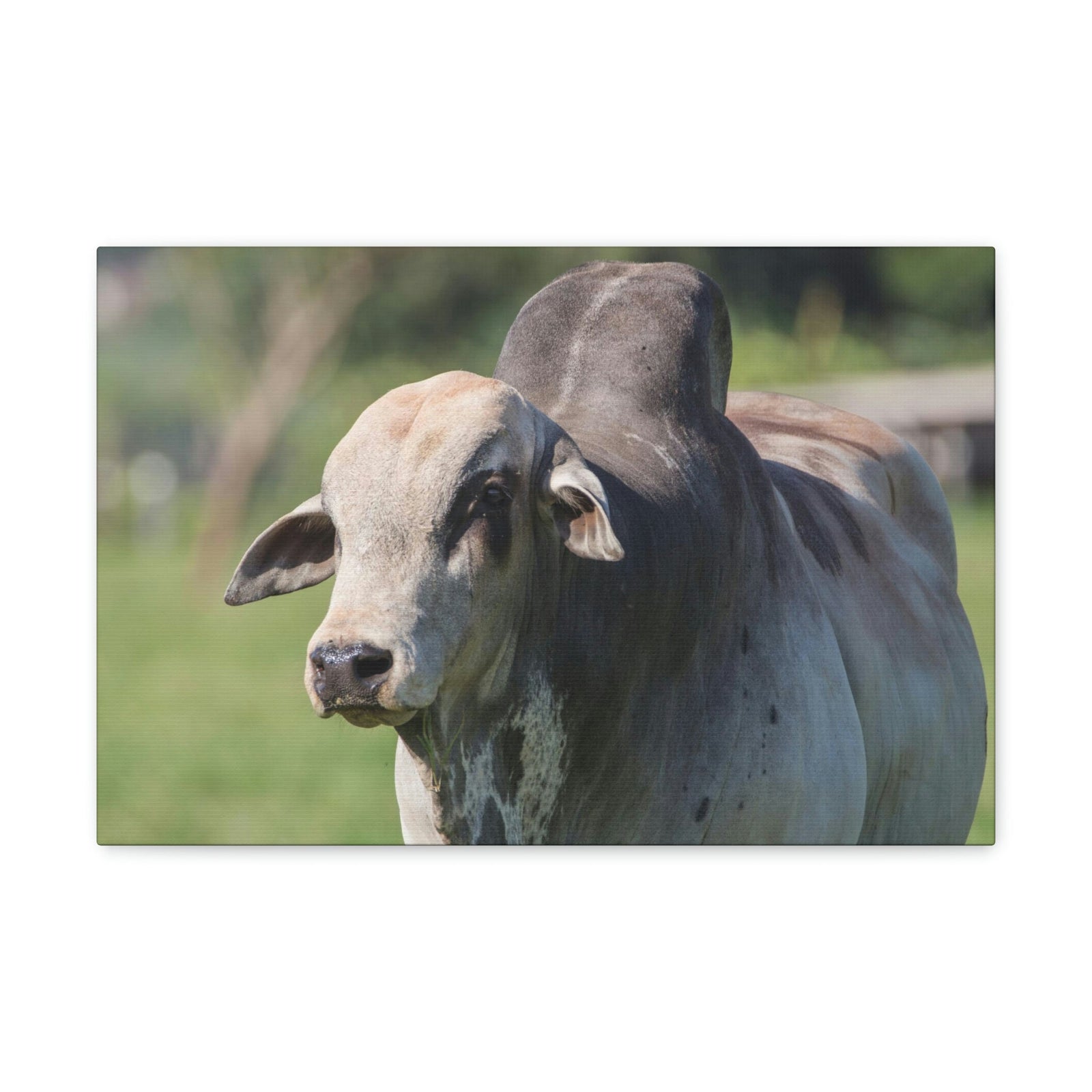 Funny Zebu Silly Zebu Scene Outside Wall Art Ready to Hang Unframed-Express Your Love Gifts