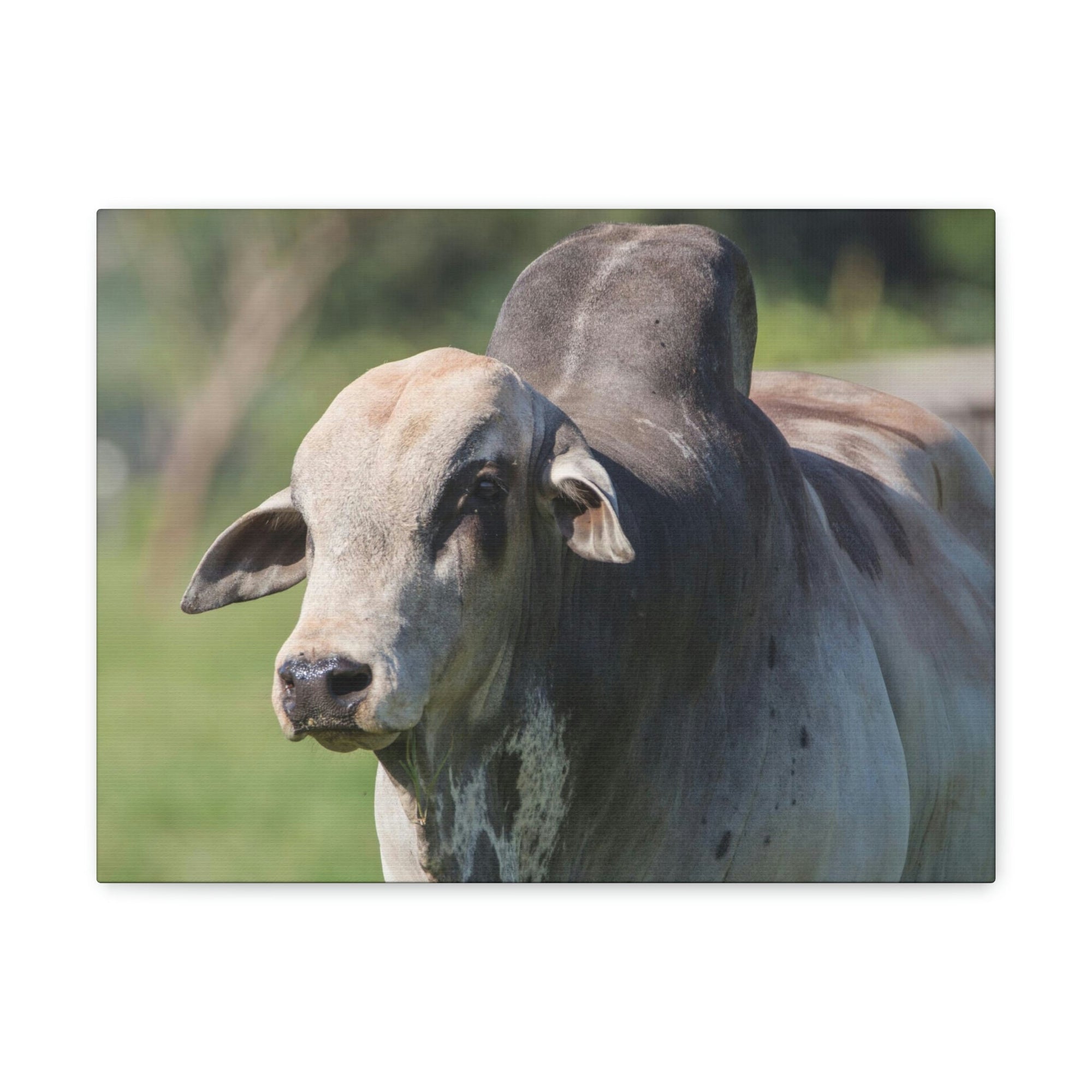 Funny Zebu Silly Zebu Scene Outside Wall Art Ready to Hang Unframed-Express Your Love Gifts