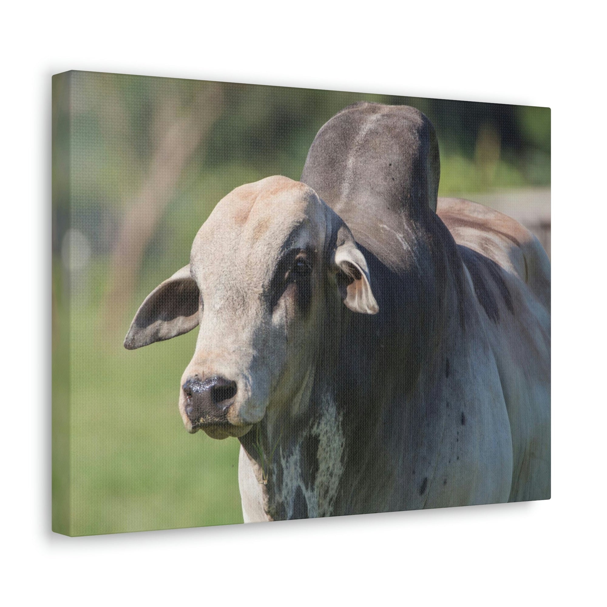 Funny Zebu Silly Zebu Scene Outside Wall Art Ready to Hang Unframed-Express Your Love Gifts