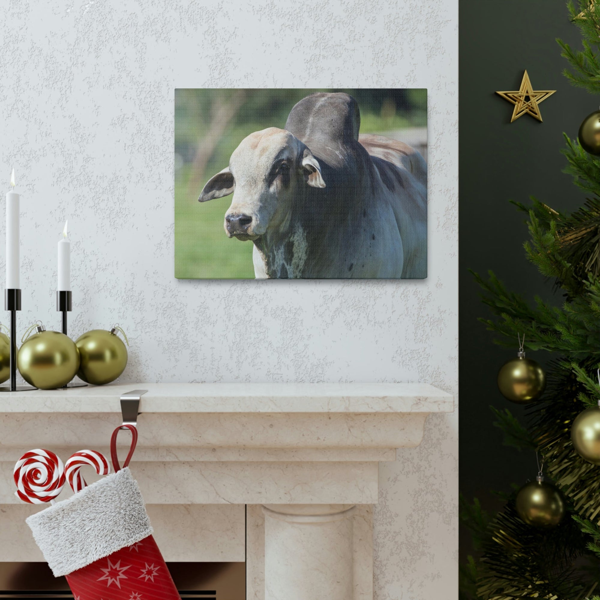 Funny Zebu Silly Zebu Scene Outside Wall Art Ready to Hang Unframed-Express Your Love Gifts