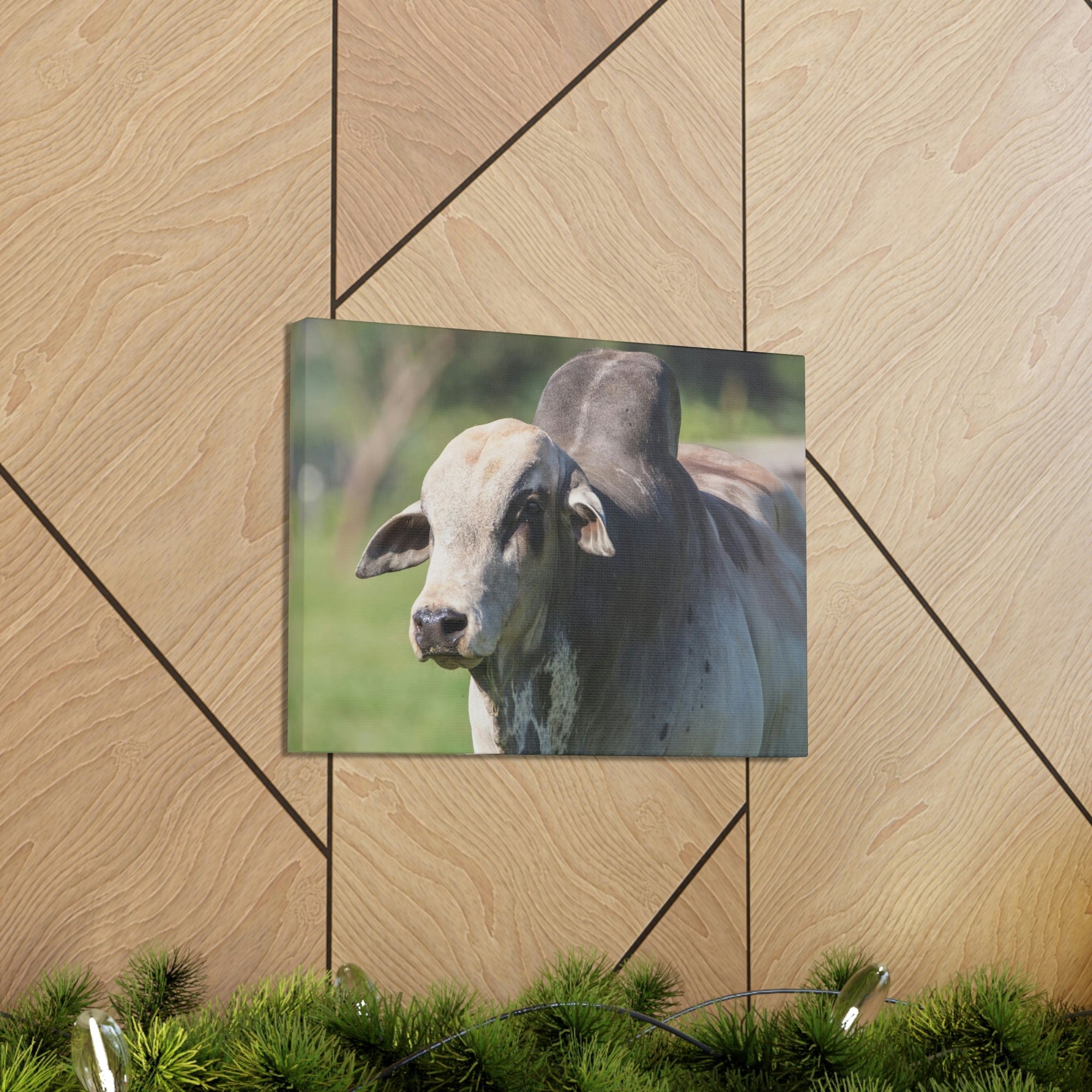 Funny Zebu Silly Zebu Scene Outside Wall Art Ready to Hang Unframed-Express Your Love Gifts