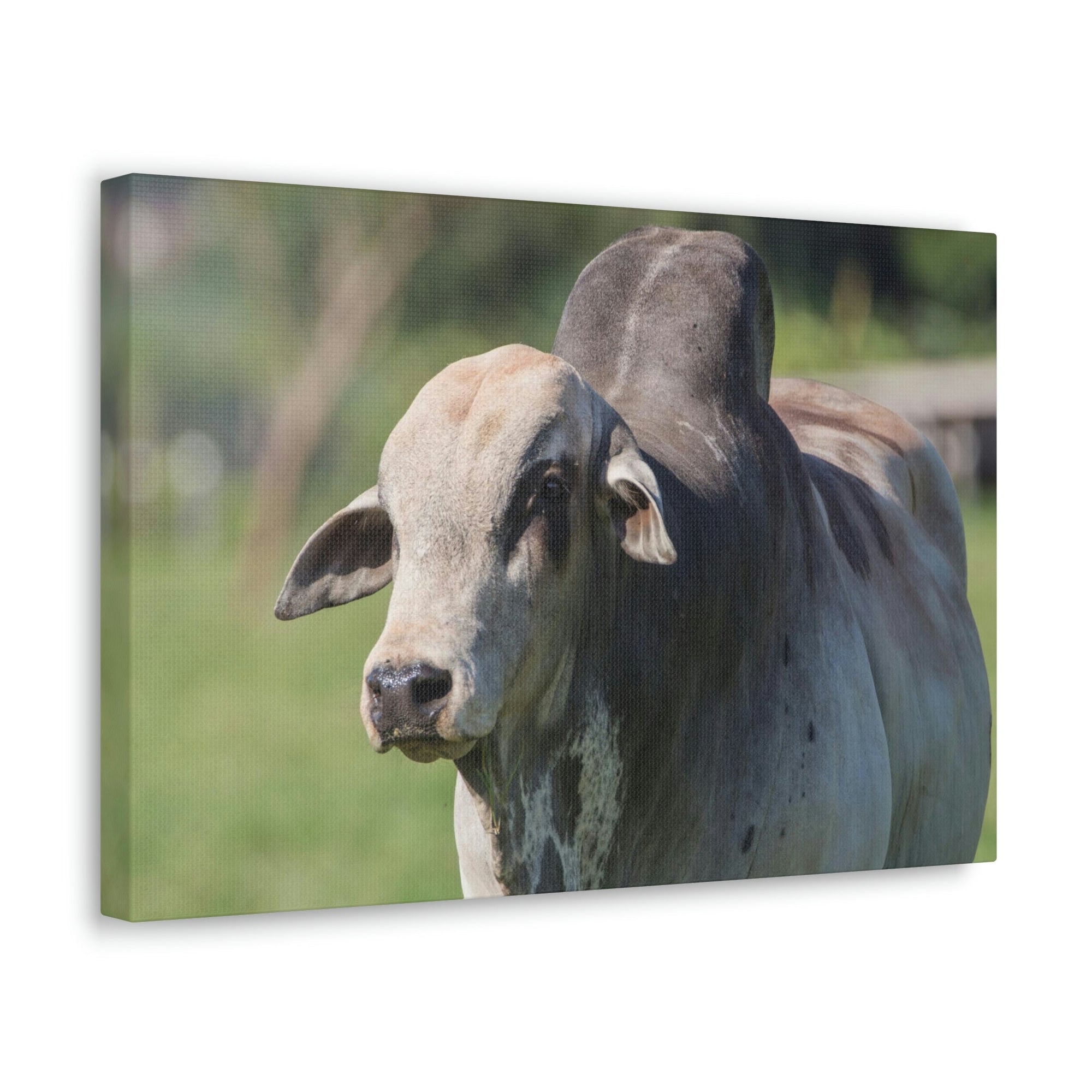 Funny Zebu Silly Zebu Scene Outside Wall Art Ready to Hang Unframed-Express Your Love Gifts