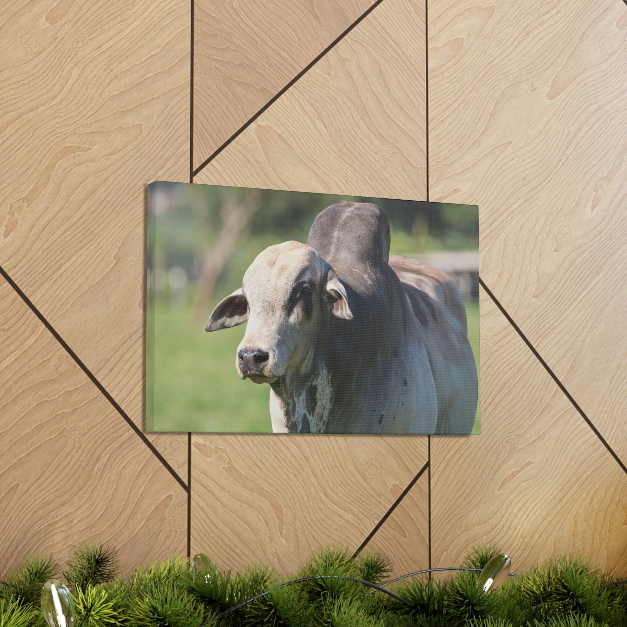 Funny Zebu Silly Zebu Scene Outside Wall Art Ready to Hang Unframed-Express Your Love Gifts