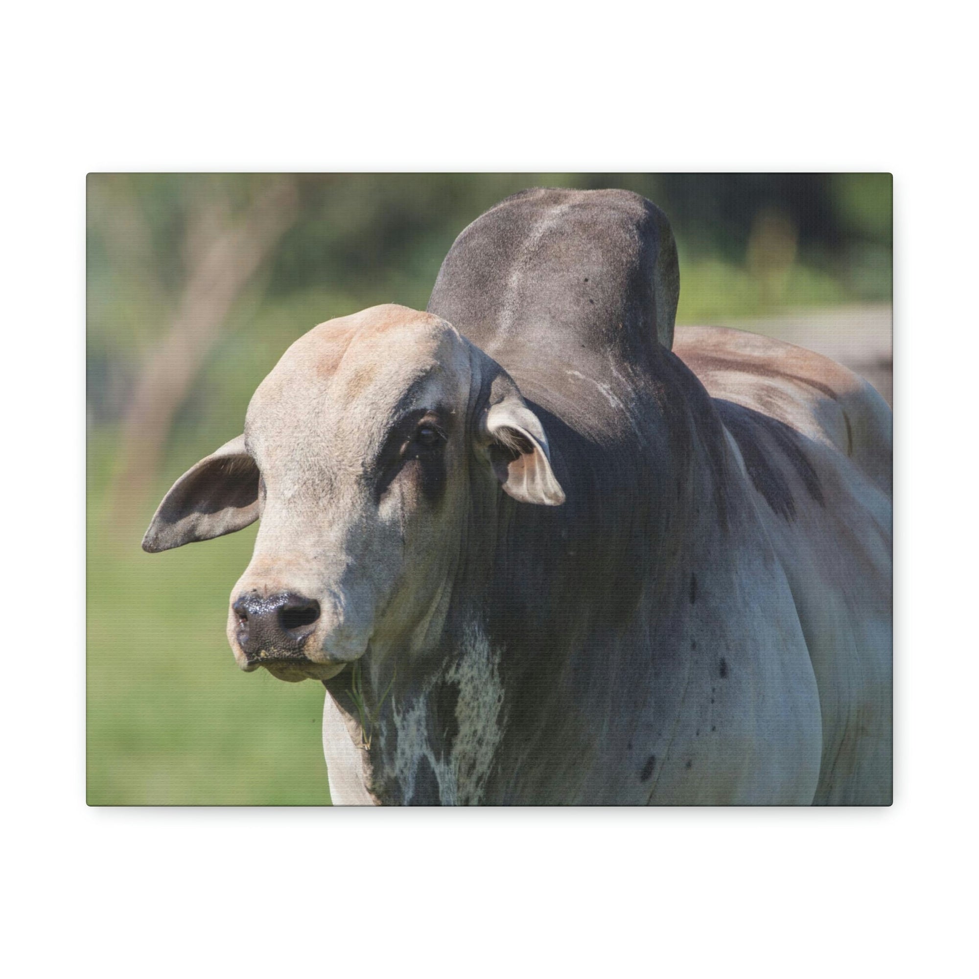 Funny Zebu Silly Zebu Scene Outside Wall Art Ready to Hang Unframed-Express Your Love Gifts