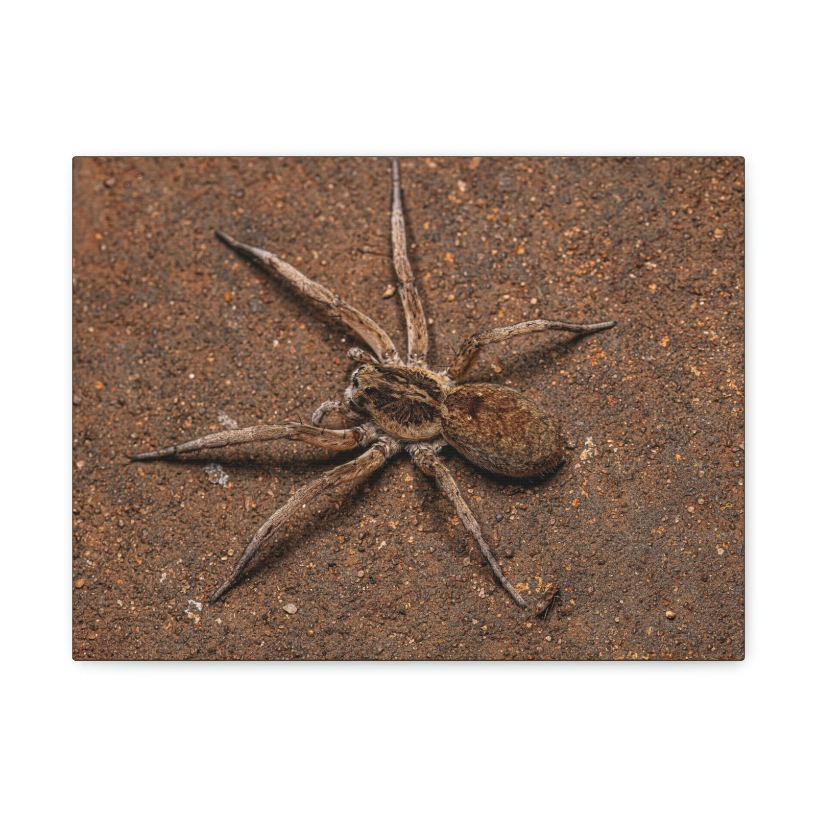 Scripture Walls Grandiose Adult Female Wolf Spider Print Animal Wall Art Wildlife Canvas Prints Wall Art Ready to Hang Unframed-Express Your Love Gifts