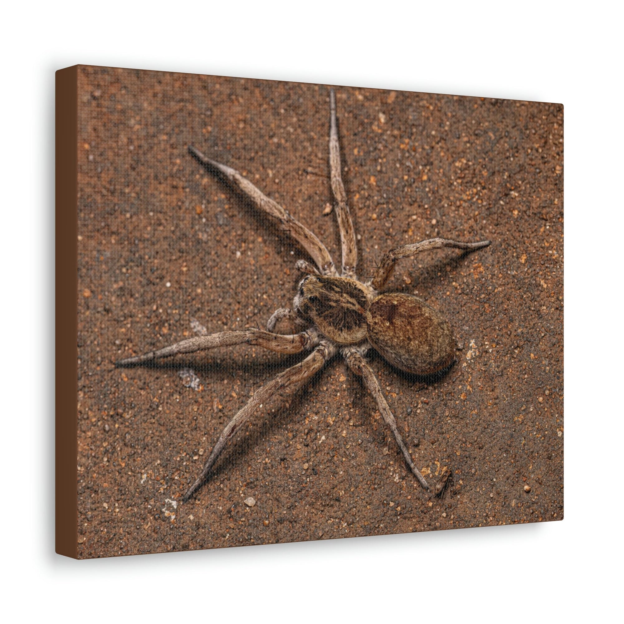 Scripture Walls Grandiose Adult Female Wolf Spider Print Animal Wall Art Wildlife Canvas Prints Wall Art Ready to Hang Unframed-Express Your Love Gifts