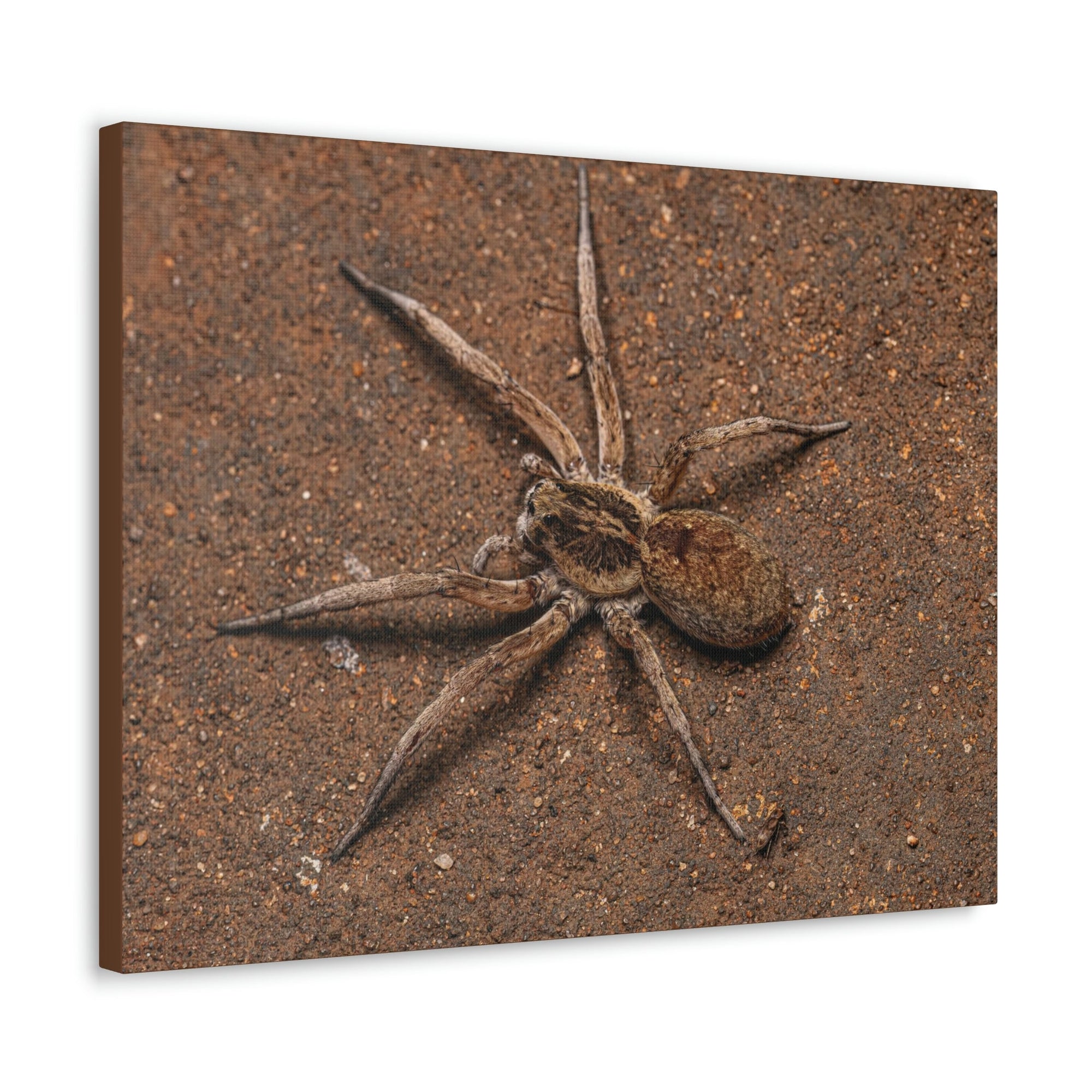 Scripture Walls Grandiose Adult Female Wolf Spider Print Animal Wall Art Wildlife Canvas Prints Wall Art Ready to Hang Unframed-Express Your Love Gifts