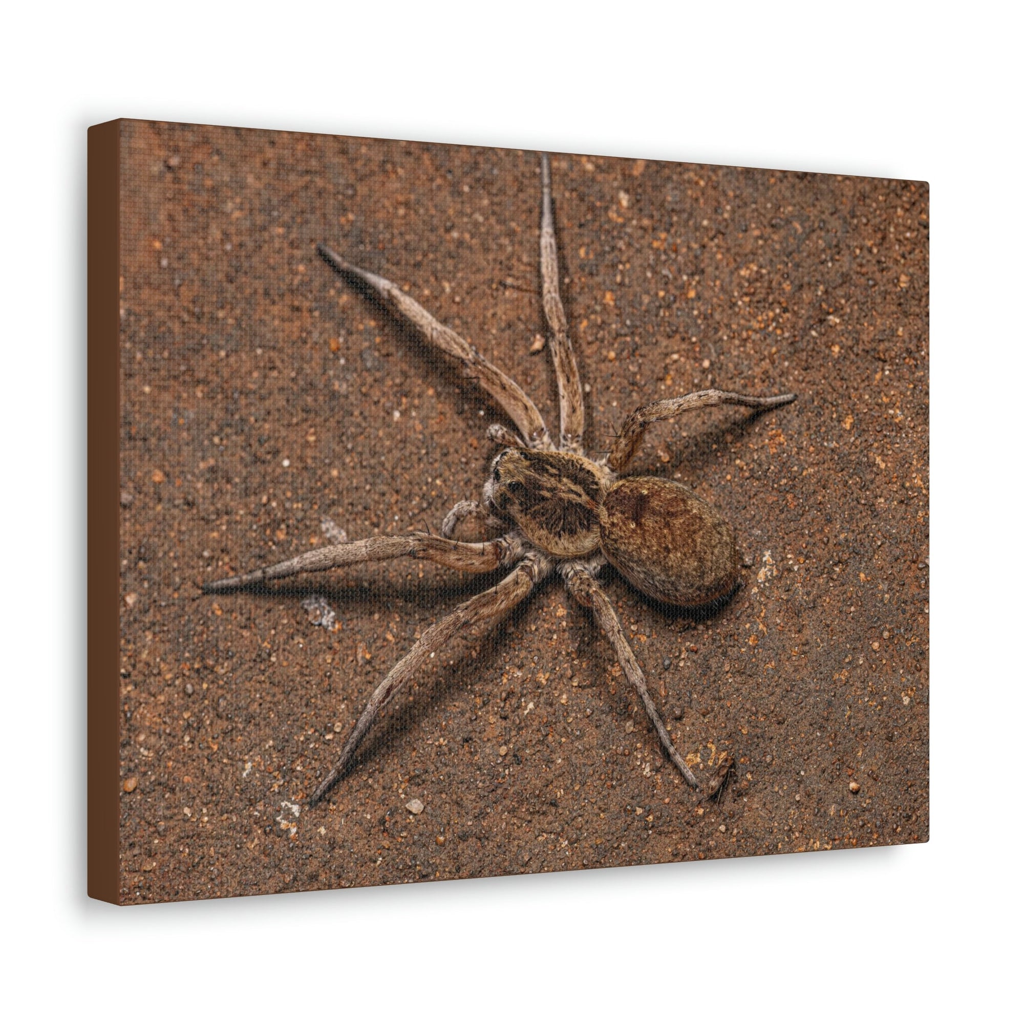 Scripture Walls Grandiose Adult Female Wolf Spider Print Animal Wall Art Wildlife Canvas Prints Wall Art Ready to Hang Unframed-Express Your Love Gifts