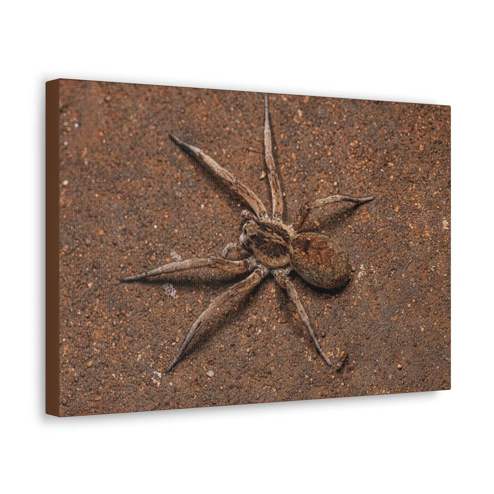 Scripture Walls Grandiose Adult Female Wolf Spider Print Animal Wall Art Wildlife Canvas Prints Wall Art Ready to Hang Unframed-Express Your Love Gifts