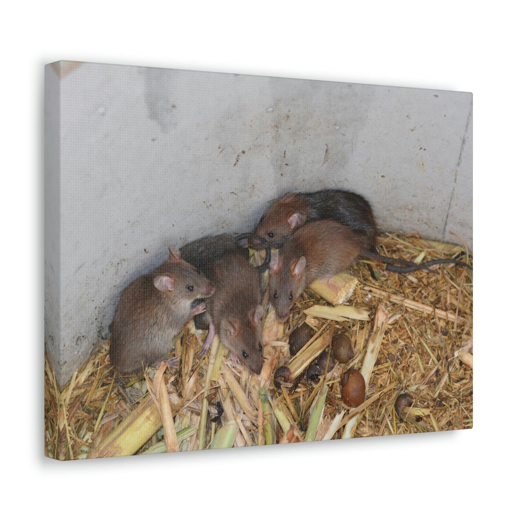 Scripture Walls Group of Bandicoots Snuggled Together Print Animal Wall Art Wildlife Canvas Prints Wall Art Ready to Hang Unframed-Express Your Love Gifts