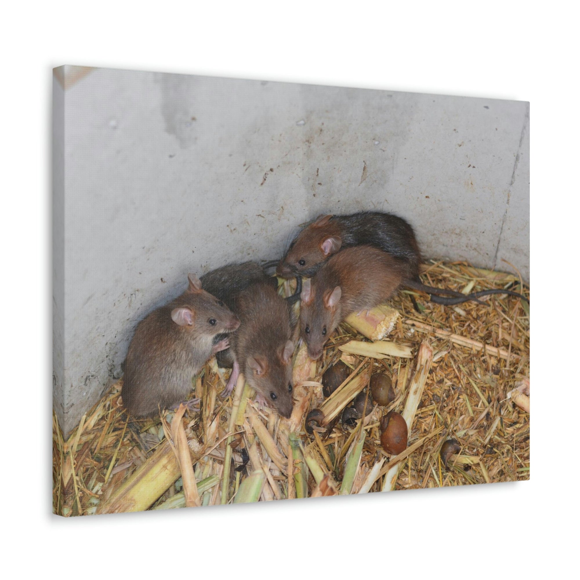 Scripture Walls Group of Bandicoots Snuggled Together Print Animal Wall Art Wildlife Canvas Prints Wall Art Ready to Hang Unframed-Express Your Love Gifts