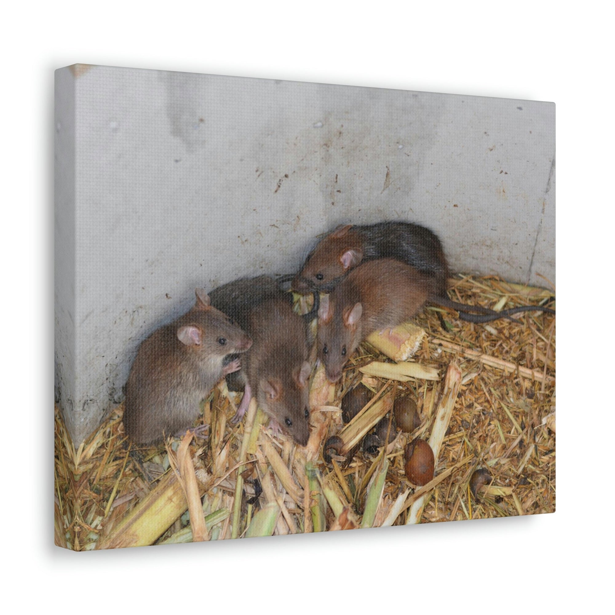 Scripture Walls Group of Bandicoots Snuggled Together Print Animal Wall Art Wildlife Canvas Prints Wall Art Ready to Hang Unframed-Express Your Love Gifts