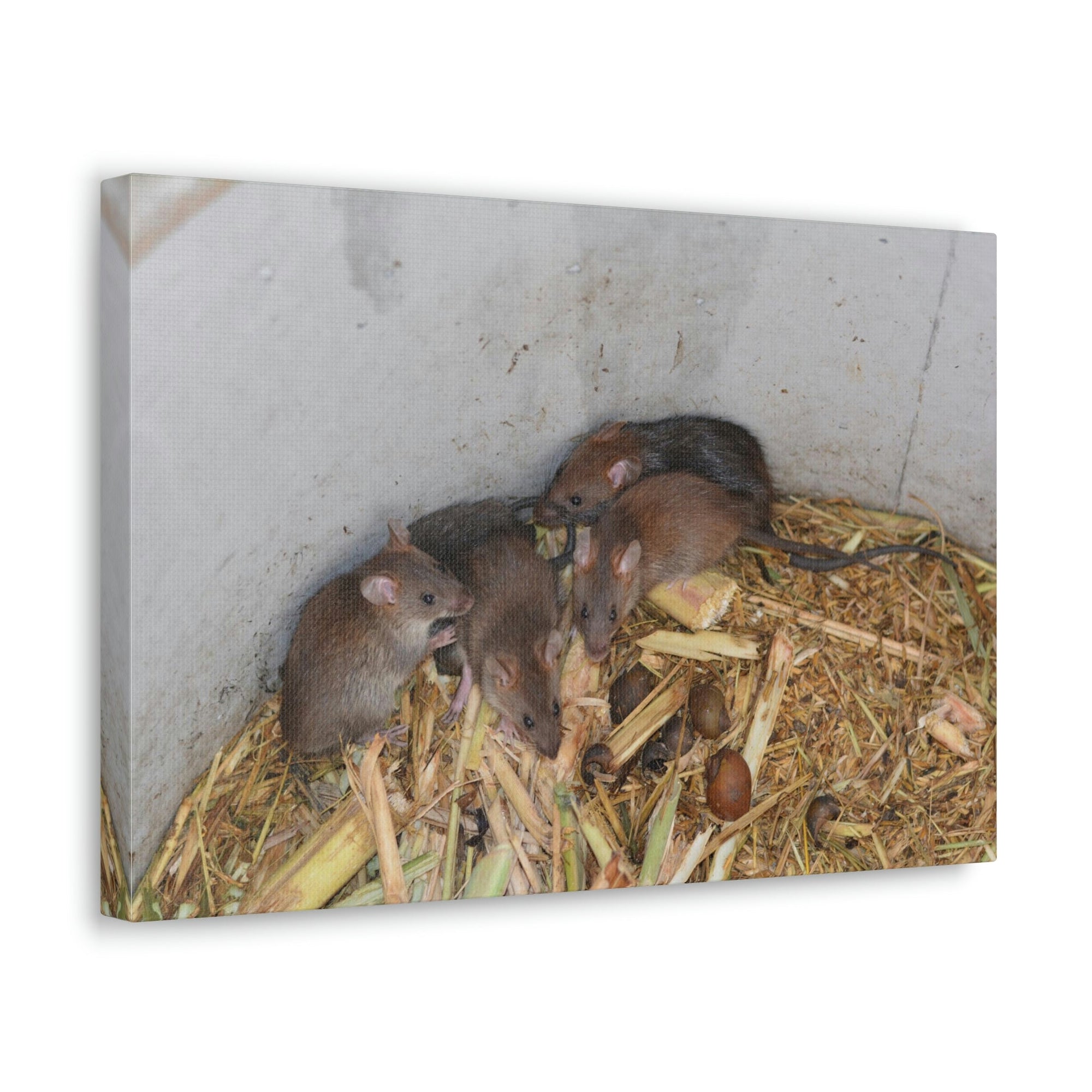 Scripture Walls Group of Bandicoots Snuggled Together Print Animal Wall Art Wildlife Canvas Prints Wall Art Ready to Hang Unframed-Express Your Love Gifts