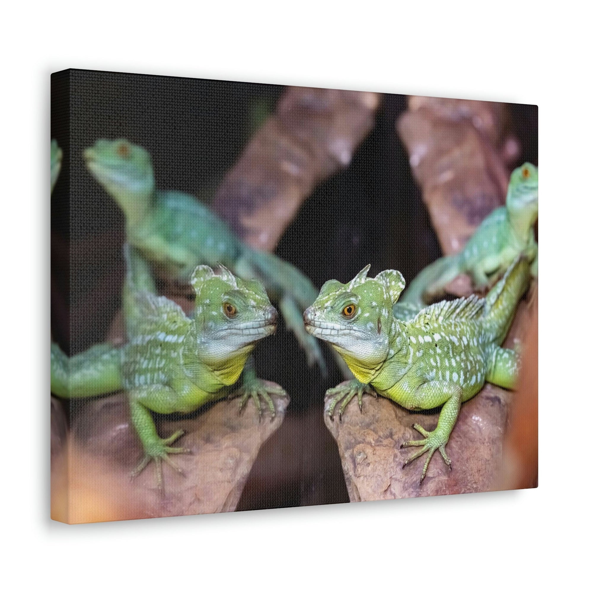 Scripture Walls Group of Helmet Bearing Basilisk Print Animal Wall Art Wildlife Canvas Prints Wall Art Ready to Hang Unframed-Express Your Love Gifts