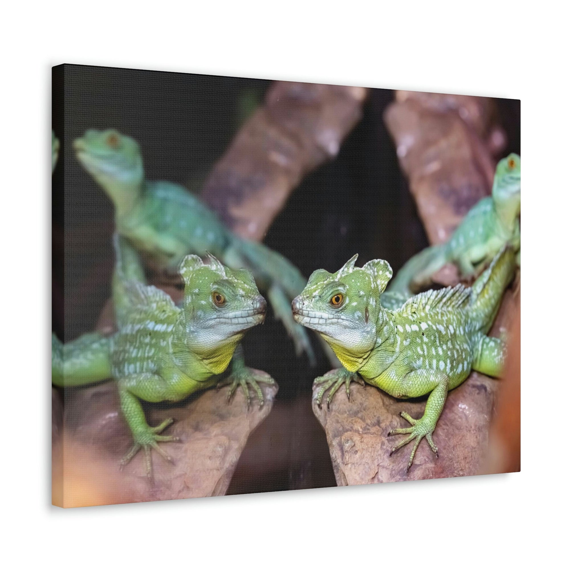 Scripture Walls Group of Helmet Bearing Basilisk Print Animal Wall Art Wildlife Canvas Prints Wall Art Ready to Hang Unframed-Express Your Love Gifts