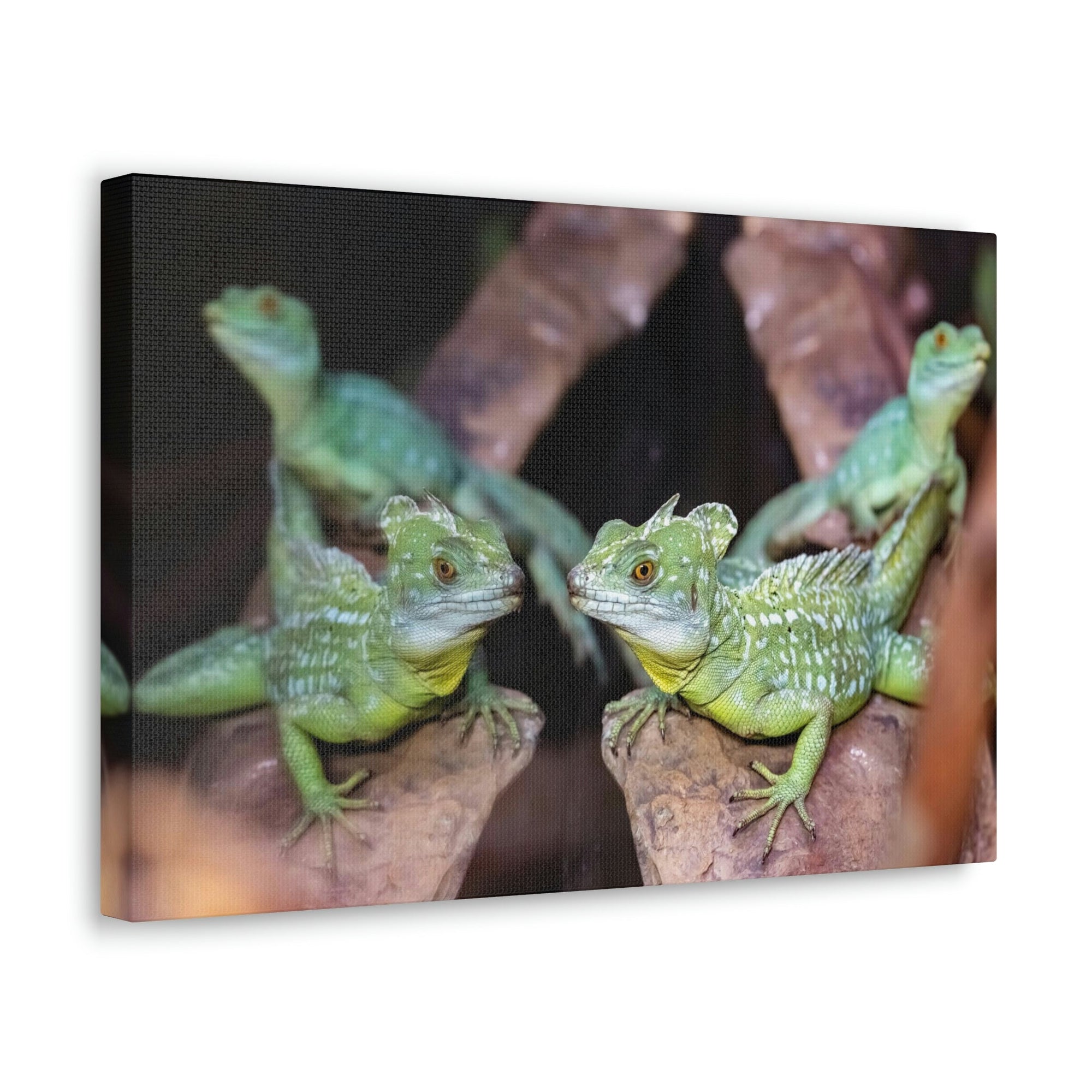 Scripture Walls Group of Helmet Bearing Basilisk Print Animal Wall Art Wildlife Canvas Prints Wall Art Ready to Hang Unframed-Express Your Love Gifts