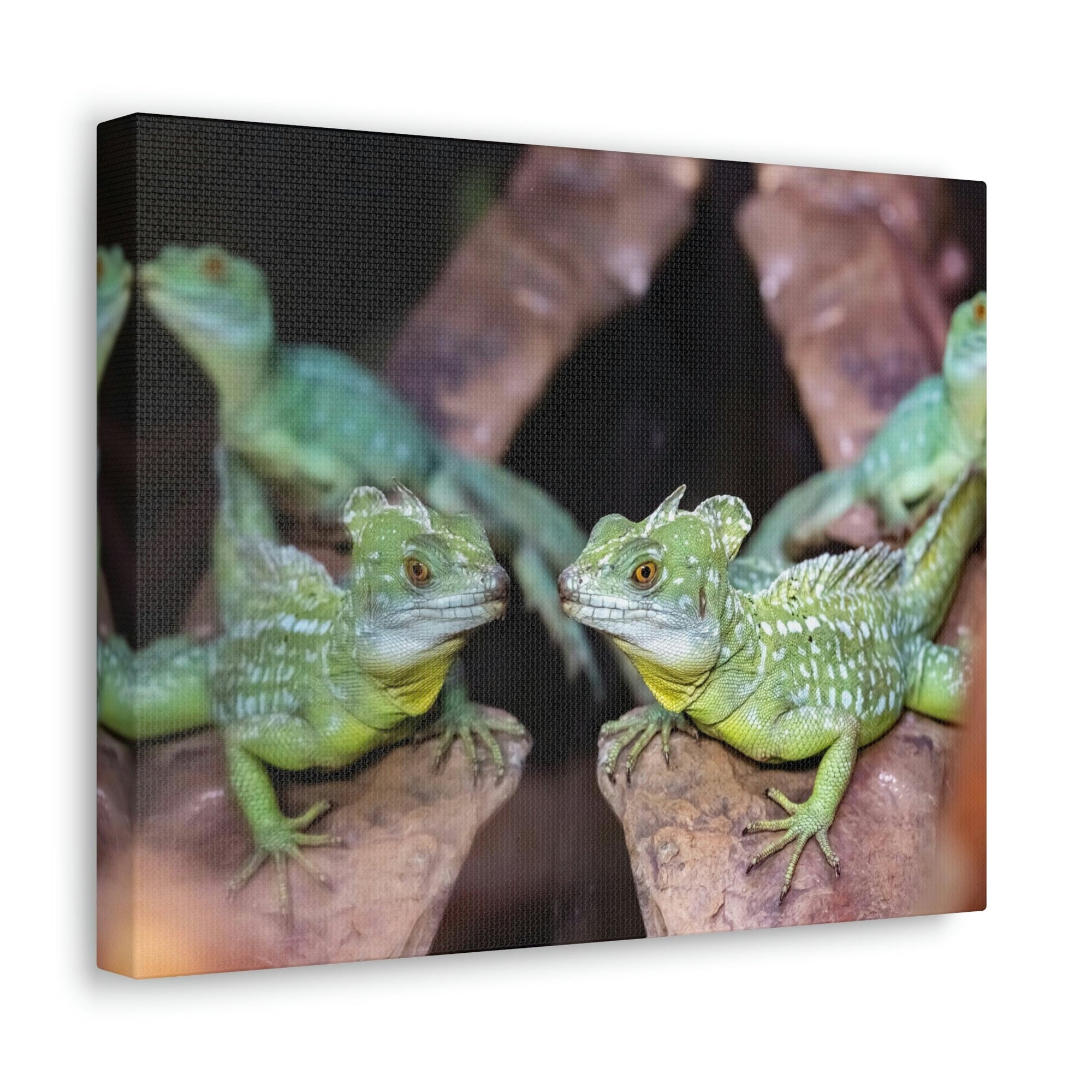 Scripture Walls Group of Helmet Bearing Basilisk Print Animal Wall Art Wildlife Canvas Prints Wall Art Ready to Hang Unframed-Express Your Love Gifts