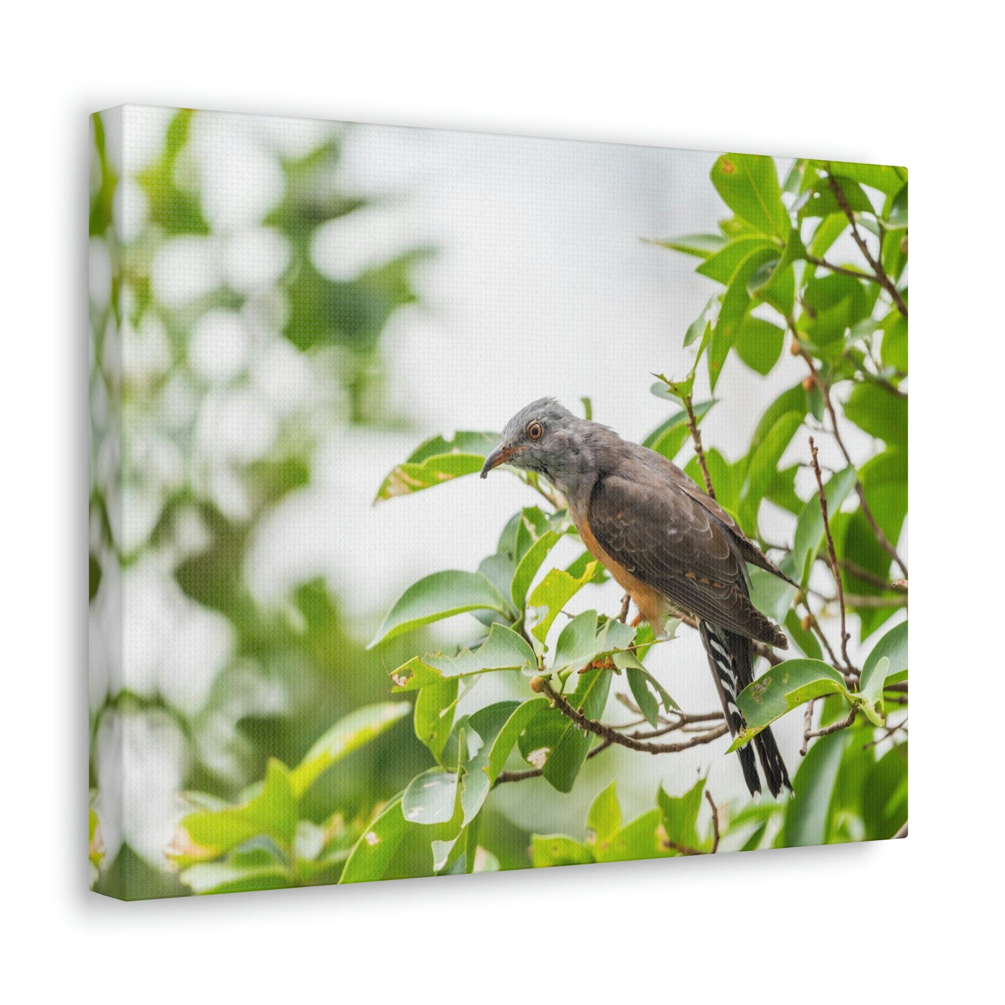 Scripture Walls Hunting Cuckoo Bird Print Animal Wall Art Wildlife Canvas Prints Wall Art Ready to Hang Unframed-Express Your Love Gifts