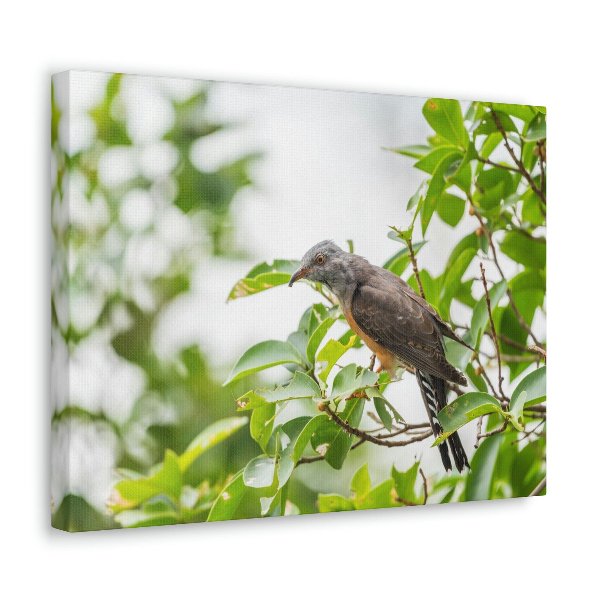 Scripture Walls Hunting Cuckoo Bird Print Animal Wall Art Wildlife Canvas Prints Wall Art Ready to Hang Unframed-Express Your Love Gifts