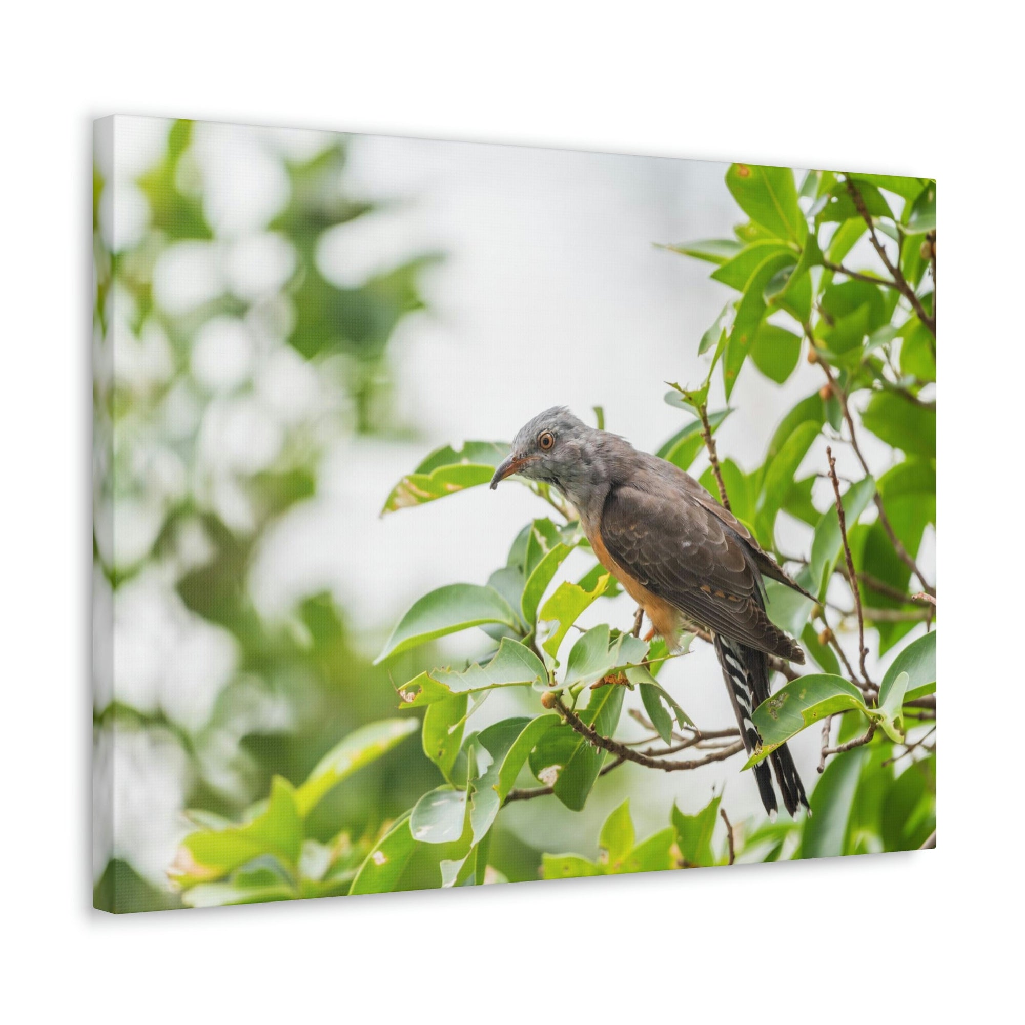 Scripture Walls Hunting Cuckoo Bird Print Animal Wall Art Wildlife Canvas Prints Wall Art Ready to Hang Unframed-Express Your Love Gifts