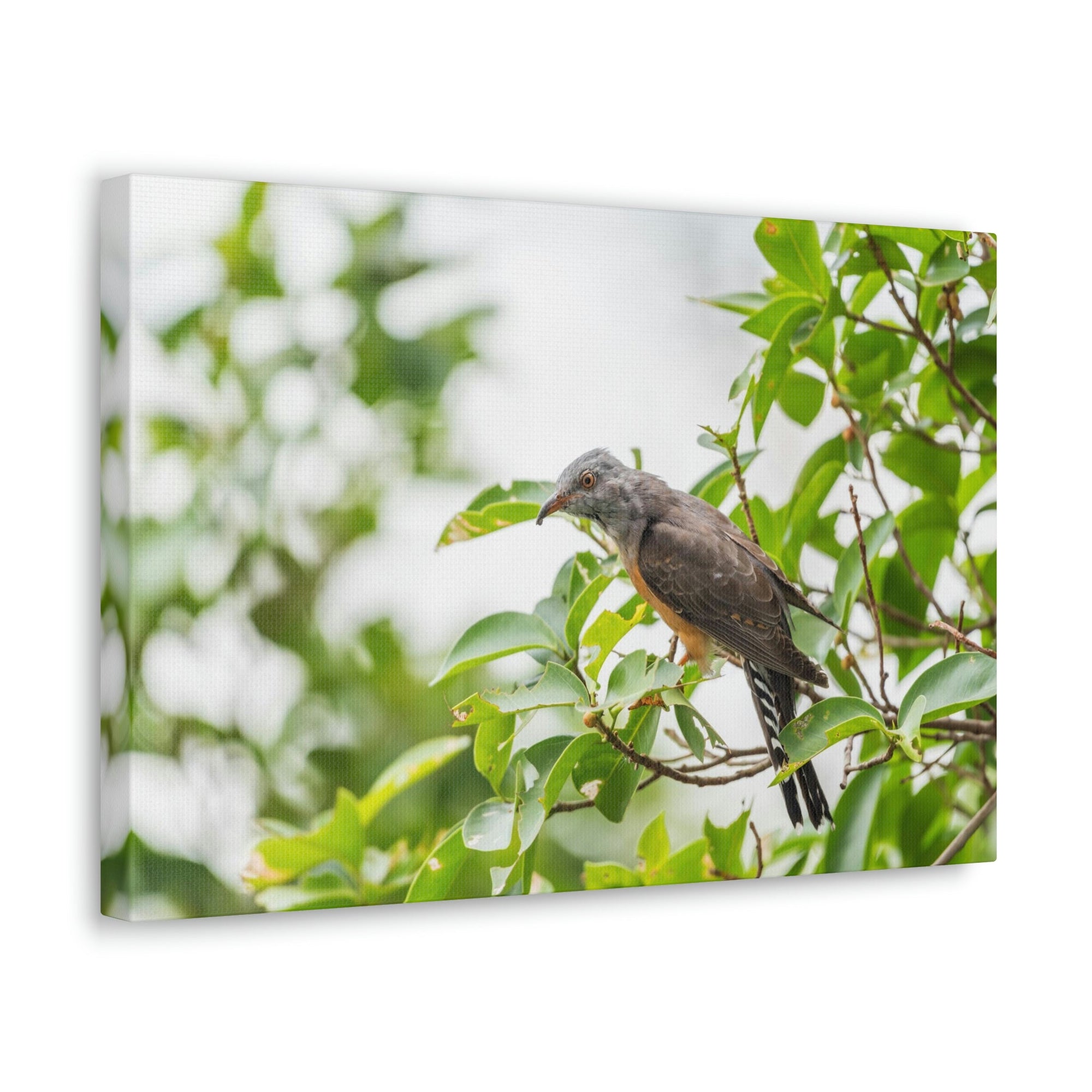 Scripture Walls Hunting Cuckoo Bird Print Animal Wall Art Wildlife Canvas Prints Wall Art Ready to Hang Unframed-Express Your Love Gifts