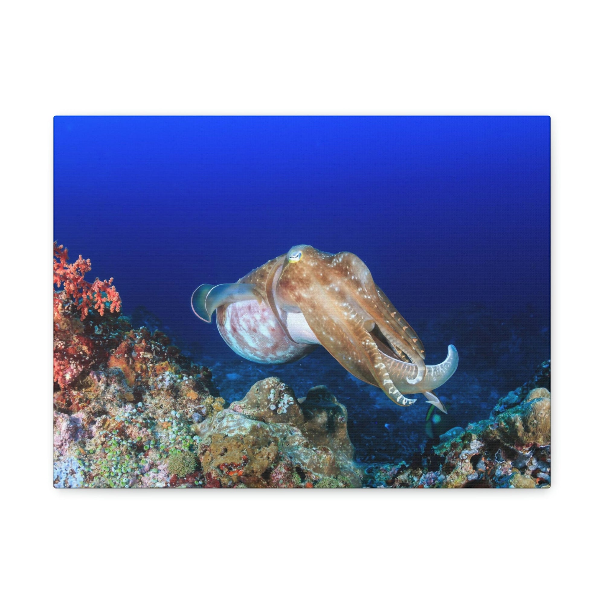 Scripture Walls Hunting Cuttlefish on a Coral Reef Print Animal Wall Art Wildlife Canvas Prints Wall Art Ready to Hang Unframed-Express Your Love Gifts