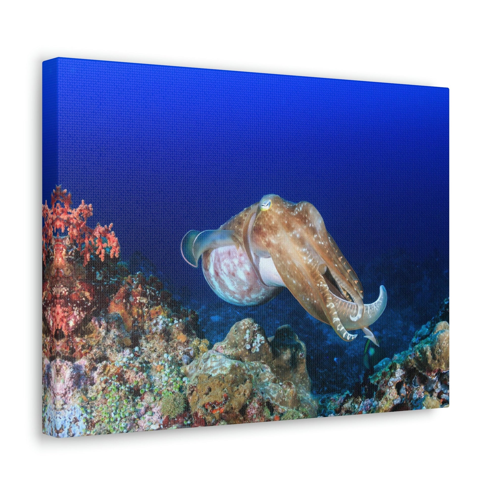 Scripture Walls Hunting Cuttlefish on a Coral Reef Print Animal Wall Art Wildlife Canvas Prints Wall Art Ready to Hang Unframed-Express Your Love Gifts