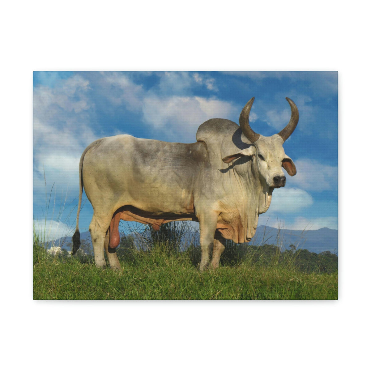 Scripture Walls Hunting Zebu Print Zebu Animal Wall Art Wildlife Canvas Prints Wall Art Ready to Hang Unframed-Express Your Love Gifts