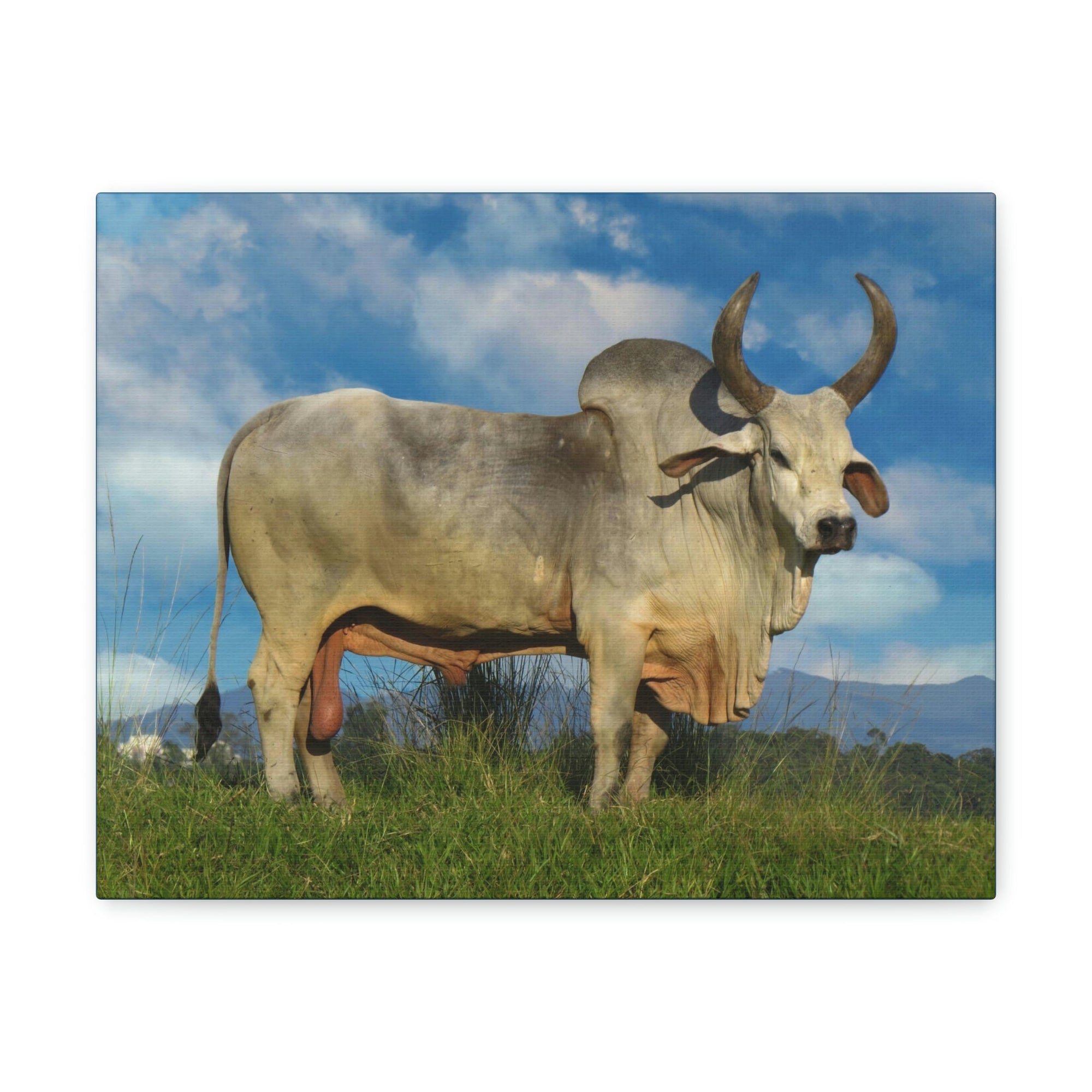 Scripture Walls Hunting Zebu Print Zebu Animal Wall Art Wildlife Canvas Prints Wall Art Ready to Hang Unframed-Express Your Love Gifts