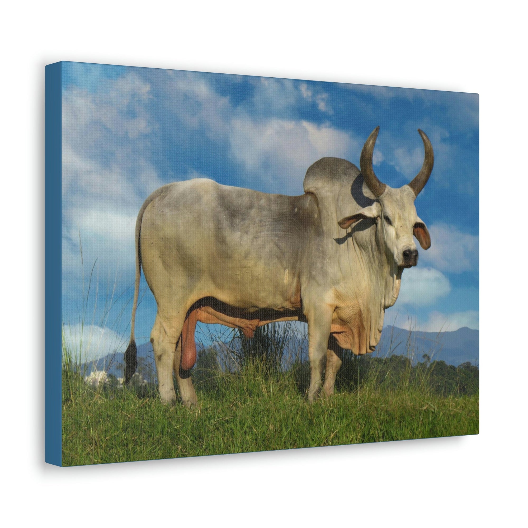 Scripture Walls Hunting Zebu Print Zebu Animal Wall Art Wildlife Canvas Prints Wall Art Ready to Hang Unframed-Express Your Love Gifts