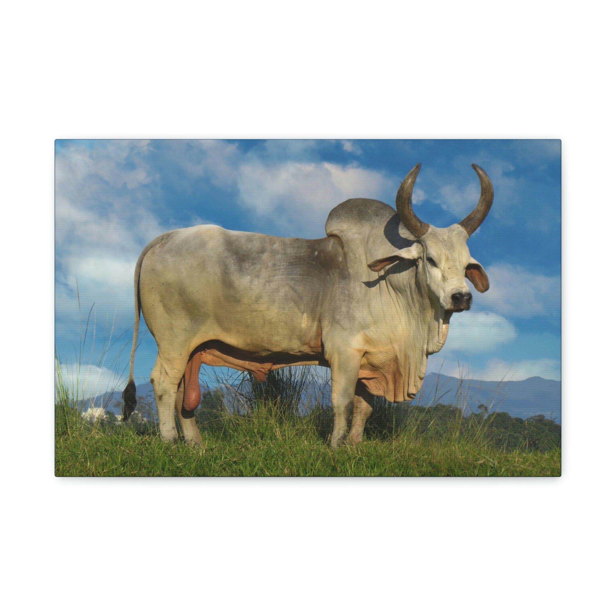 Scripture Walls Hunting Zebu Print Zebu Animal Wall Art Wildlife Canvas Prints Wall Art Ready to Hang Unframed-Express Your Love Gifts