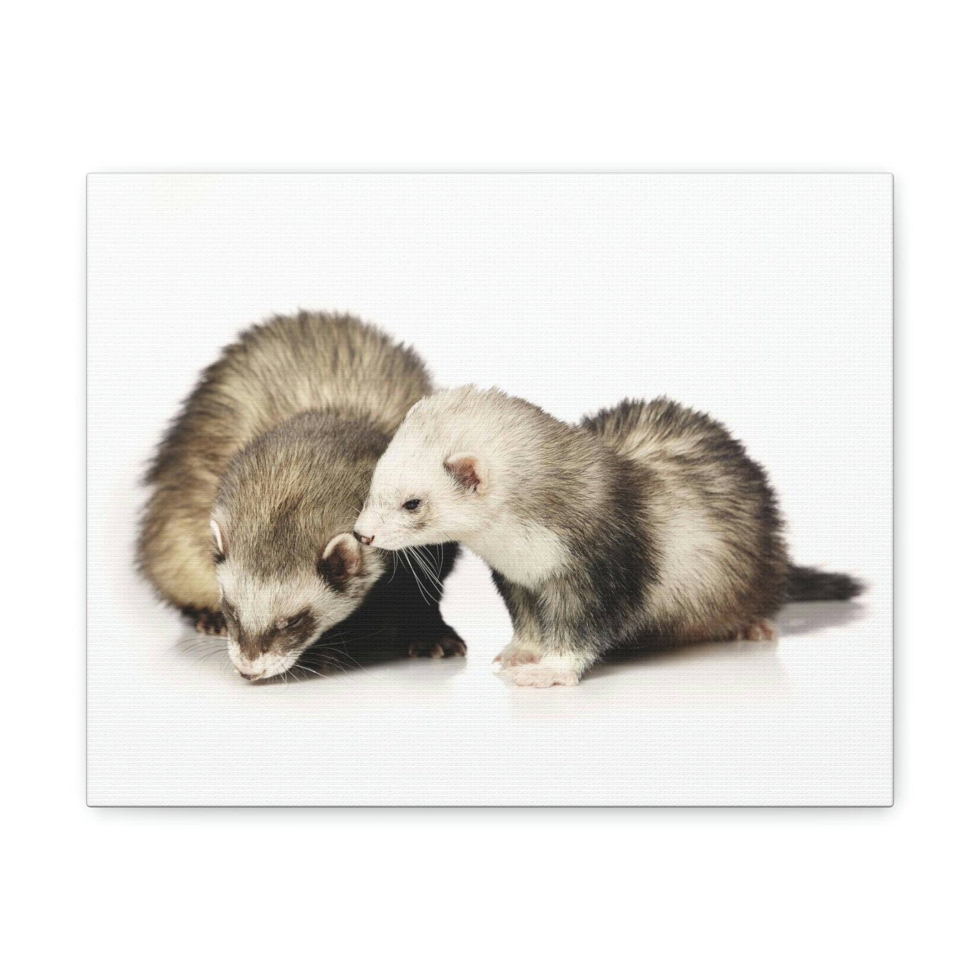 Scripture Walls Isolated Couple Badger Print Animal Wall Art Wildlife Canvas Prints Wall Art Ready to Hang Unframed-Express Your Love Gifts