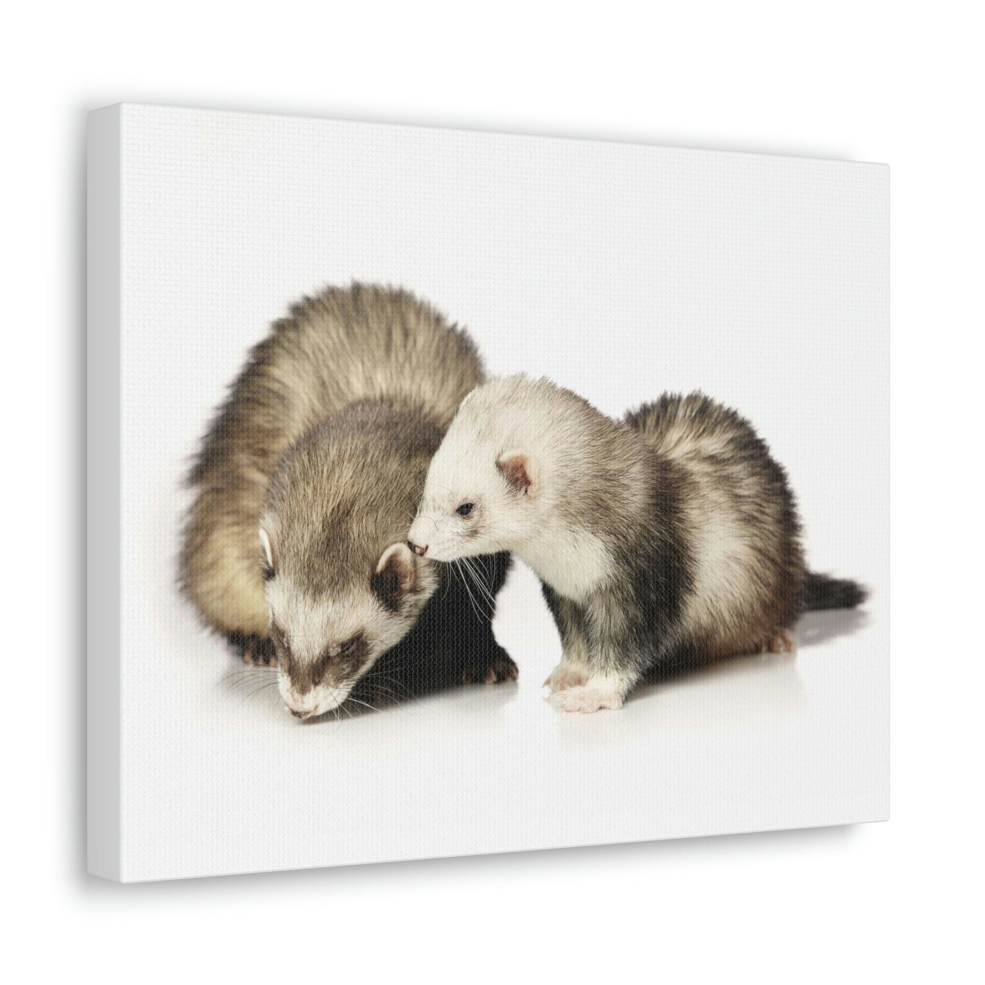 Scripture Walls Isolated Couple Badger Print Animal Wall Art Wildlife Canvas Prints Wall Art Ready to Hang Unframed-Express Your Love Gifts