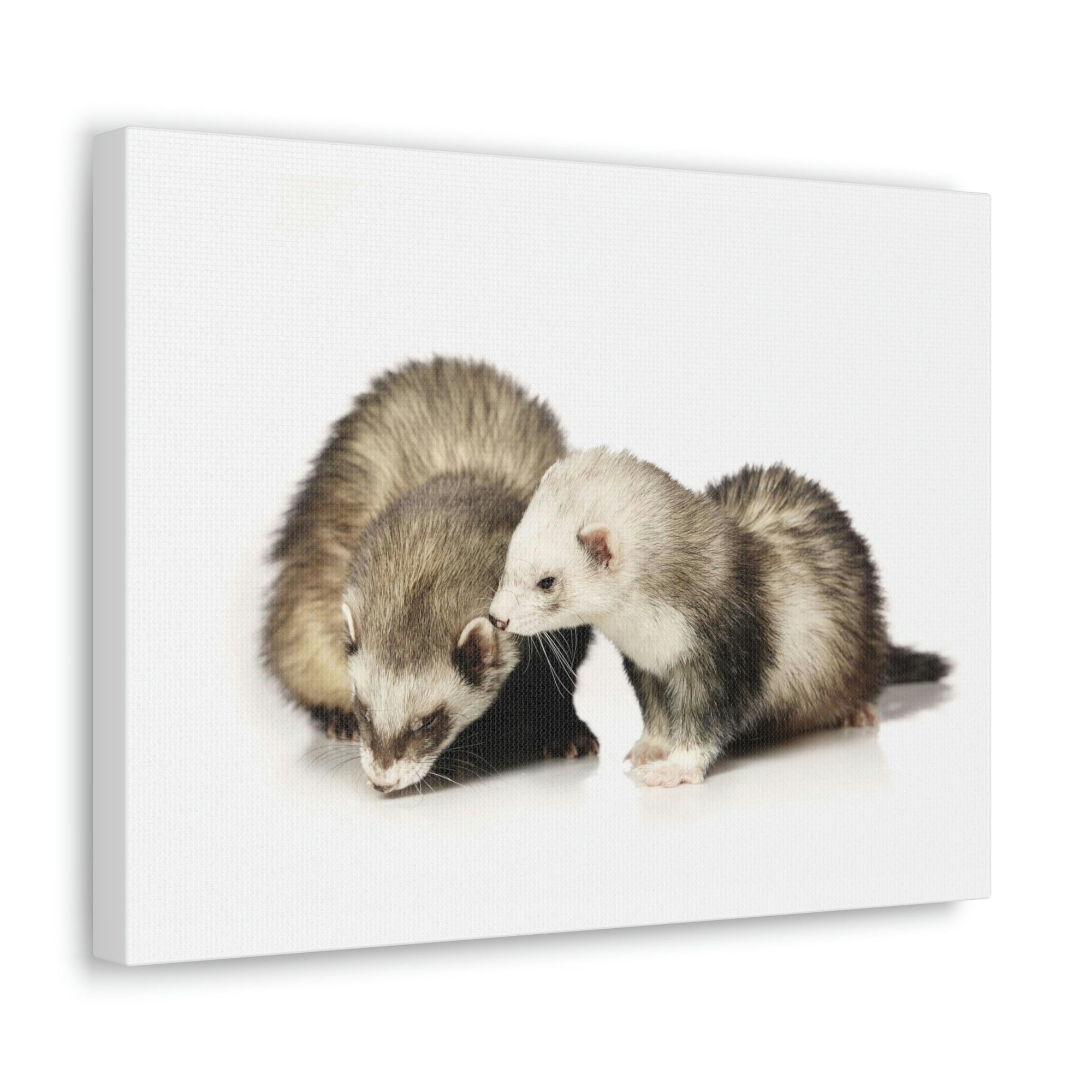 Scripture Walls Isolated Couple Badger Print Animal Wall Art Wildlife Canvas Prints Wall Art Ready to Hang Unframed-Express Your Love Gifts