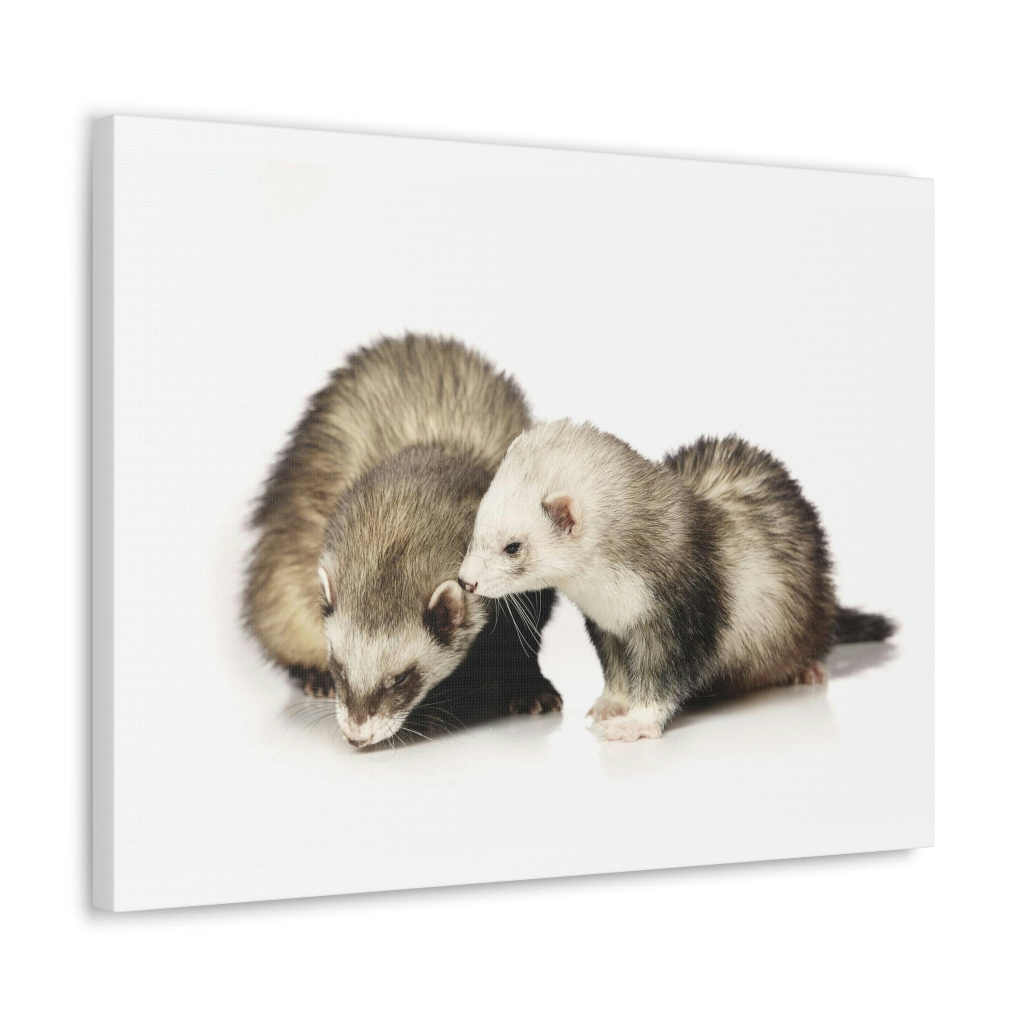 Scripture Walls Isolated Couple Badger Print Animal Wall Art Wildlife Canvas Prints Wall Art Ready to Hang Unframed-Express Your Love Gifts