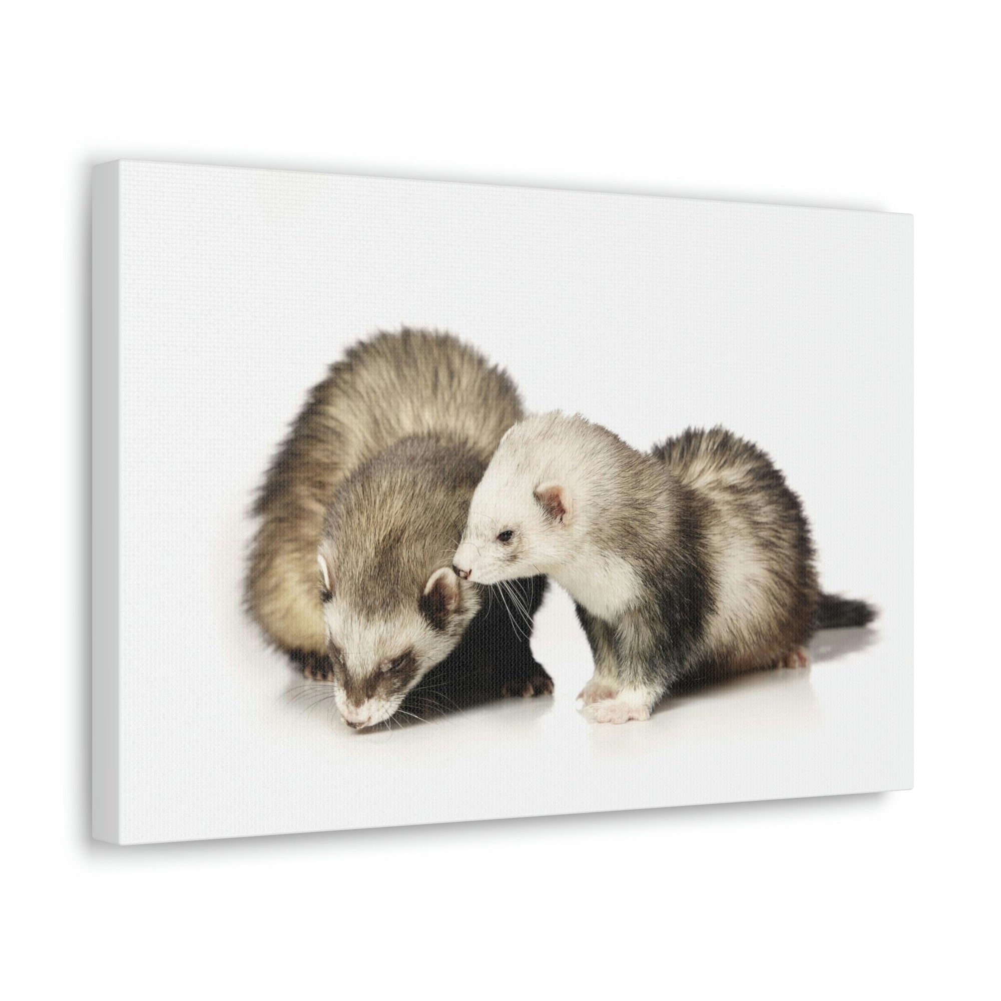 Scripture Walls Isolated Couple Badger Print Animal Wall Art Wildlife Canvas Prints Wall Art Ready to Hang Unframed-Express Your Love Gifts