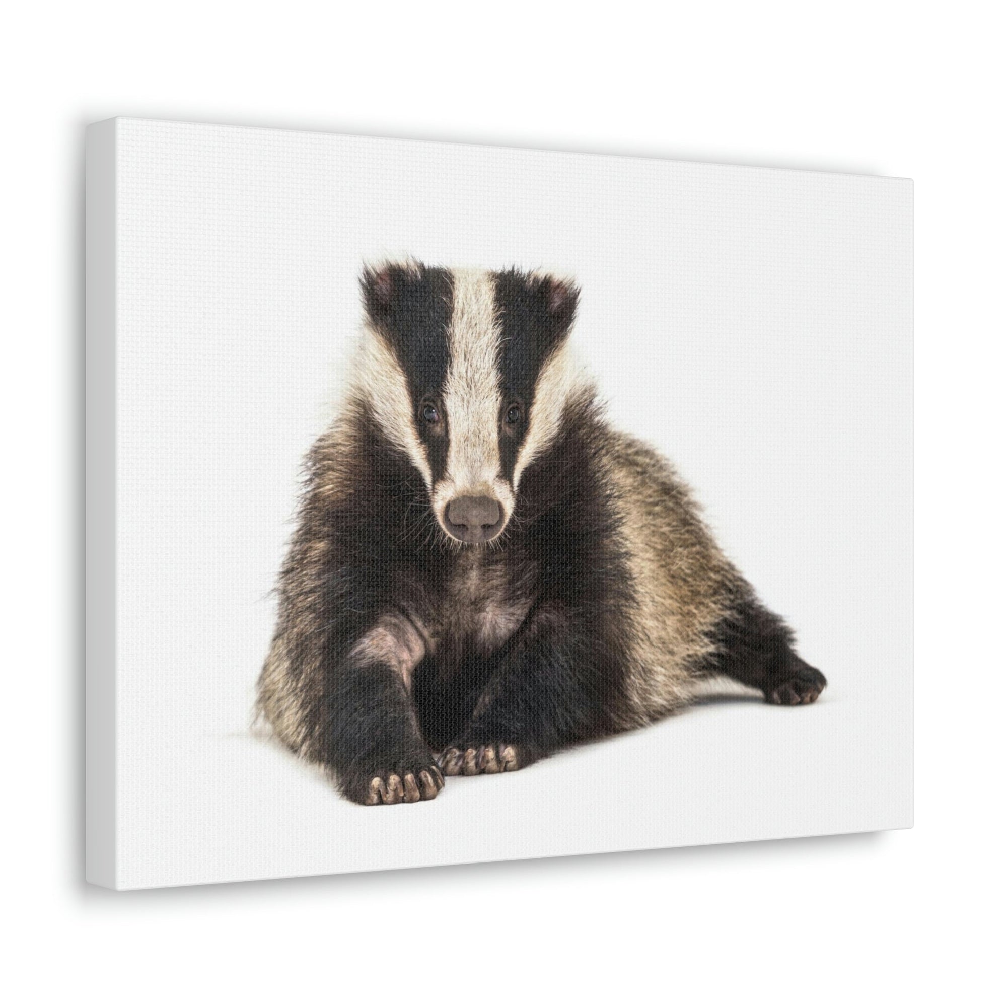 Scripture Walls Laying Down Badger Print Animal Wall Art Wildlife Canvas Prints Wall Art Ready to Hang Unframed-Express Your Love Gifts